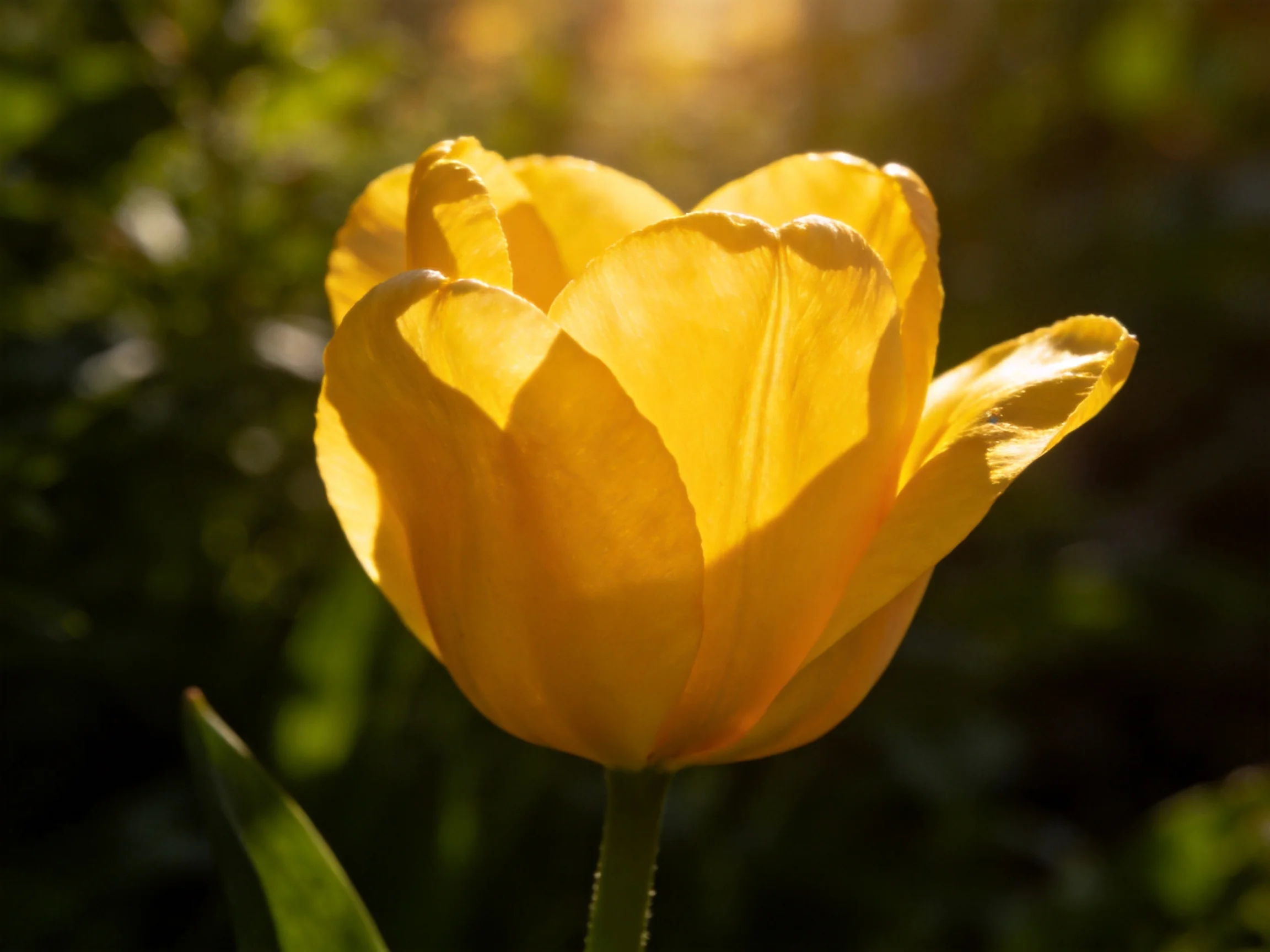 A vibrant yellow tulip illuminated by warm sunlight against dark green foliage
