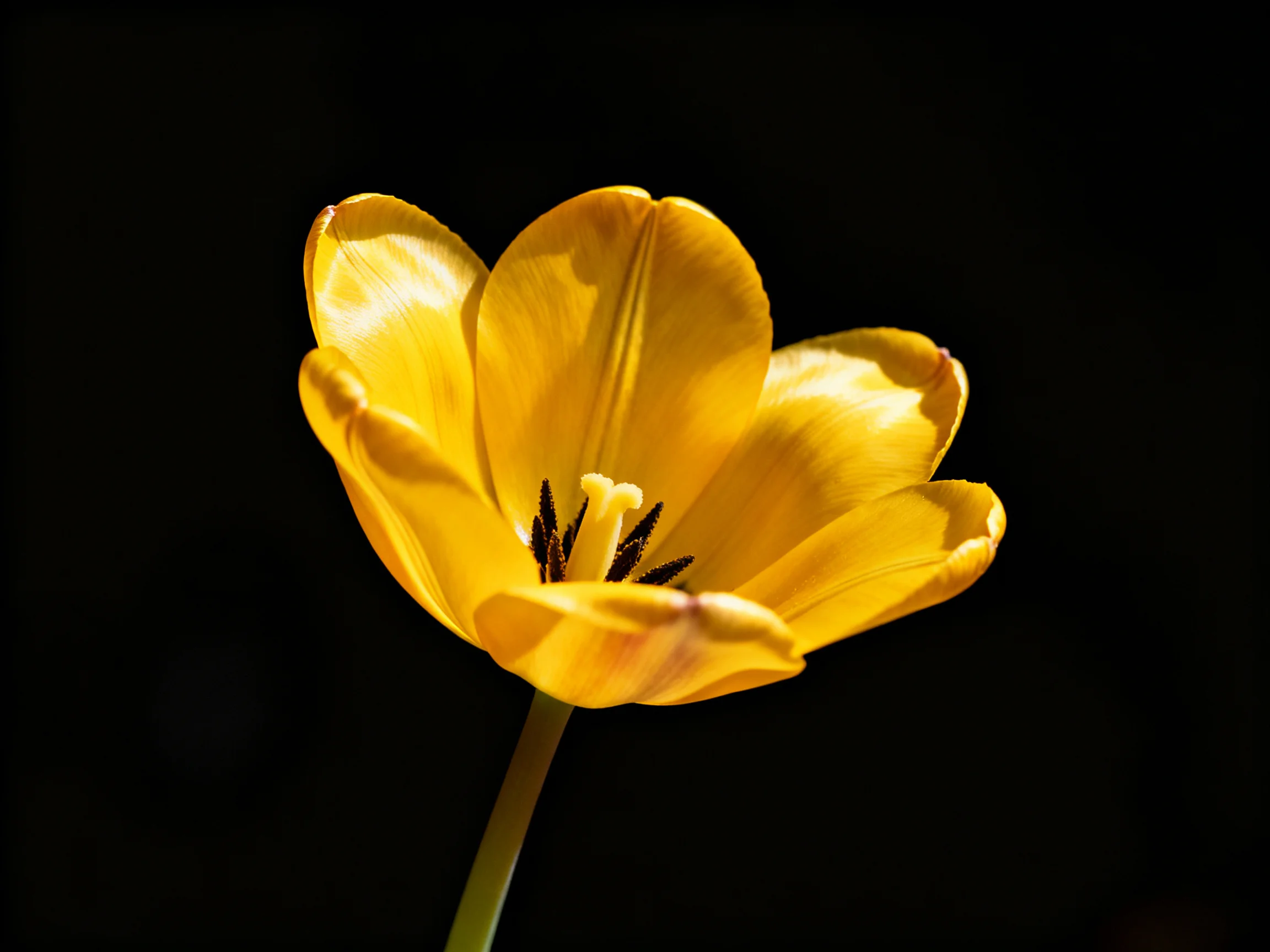 A vibrant yellow tulip in sharp focus against a black backdrop