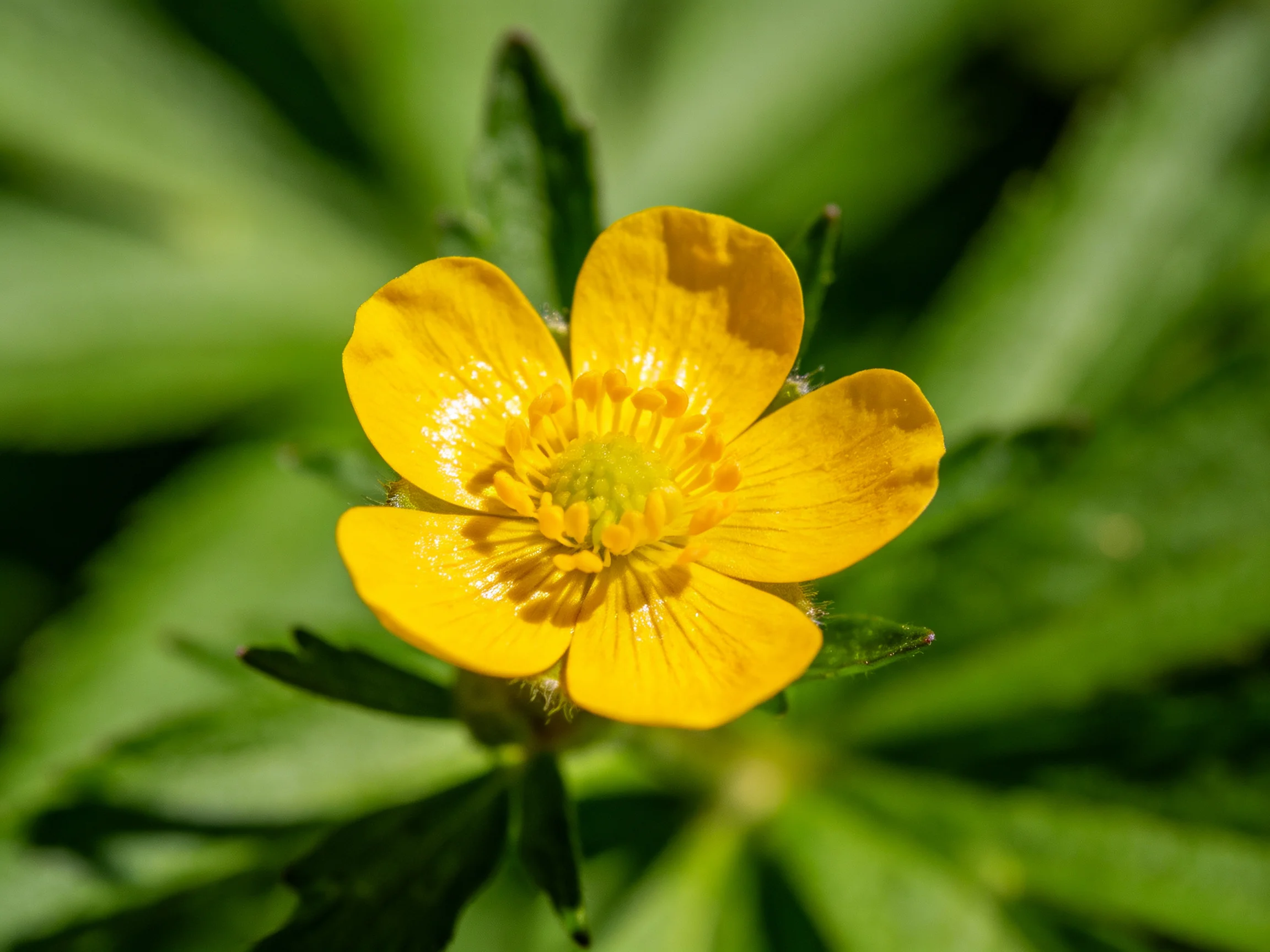 A vibrant yellow wildflower blooms amid lush green foliage