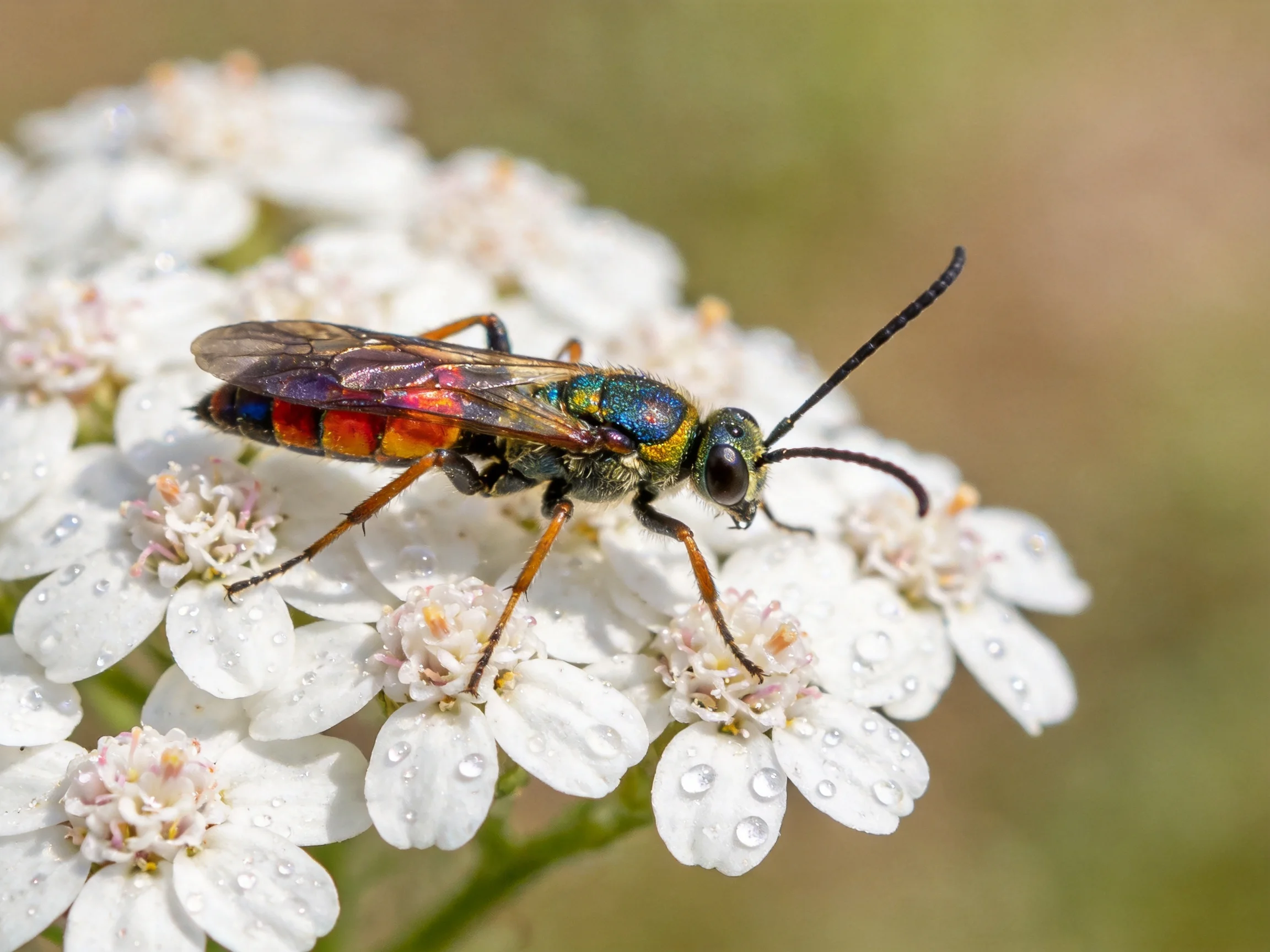 A vibrantly colored insect rests on small white flower clusters