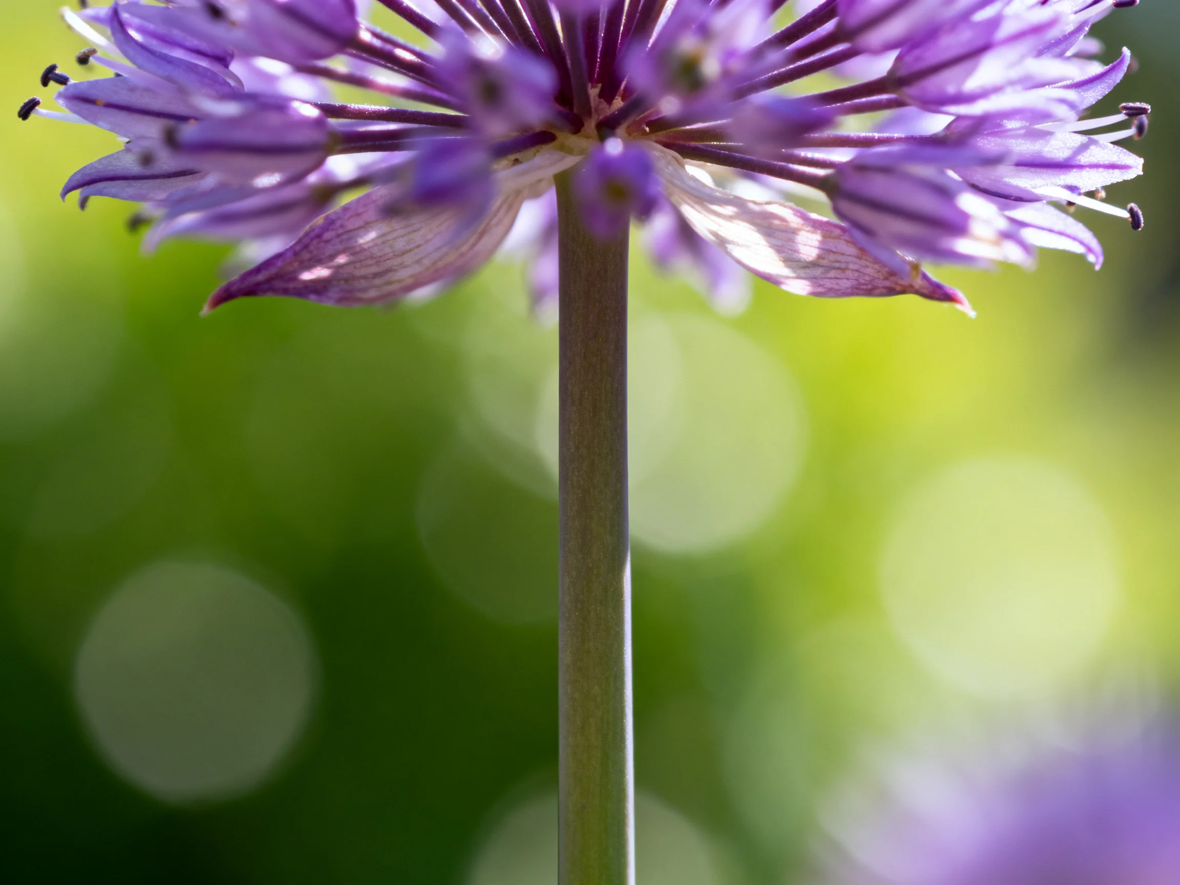 A vibrantpurple allium bloom with soft green bokeh backdrop