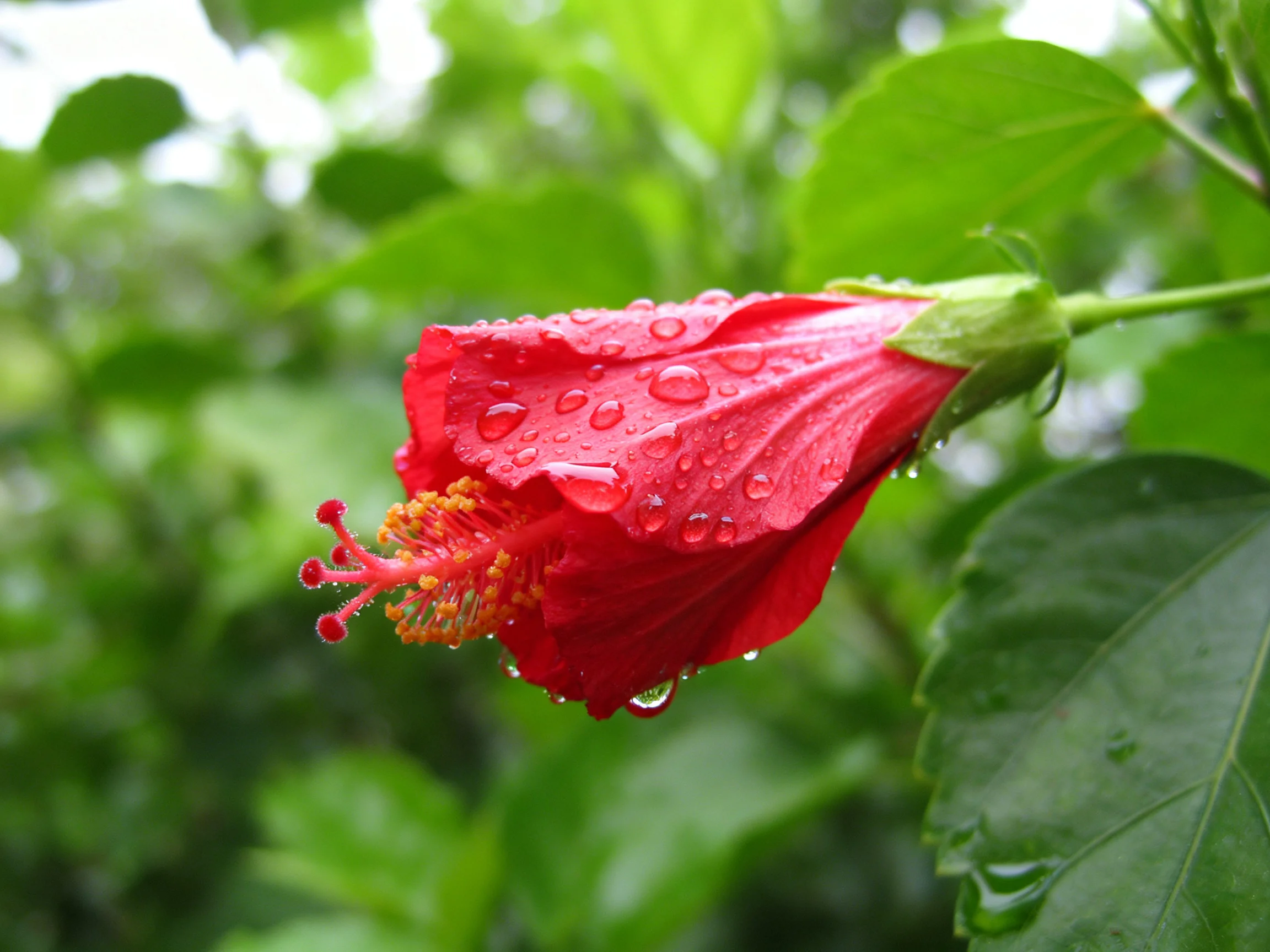 A vibrantred hibiscus with dew drops against lush green foliage
