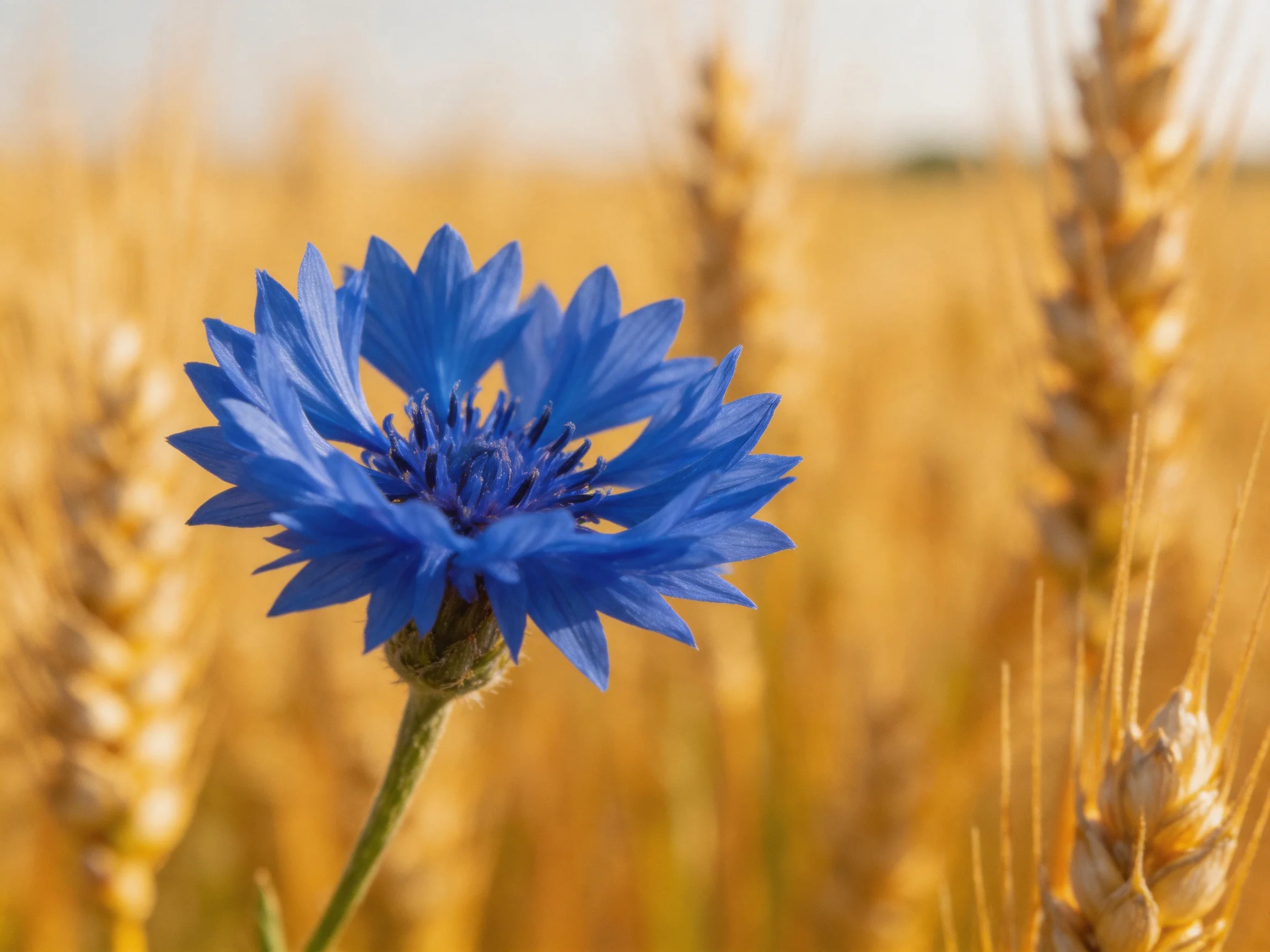 A vivid blue flower contrasts with golden wheat stalks in a sunlit field