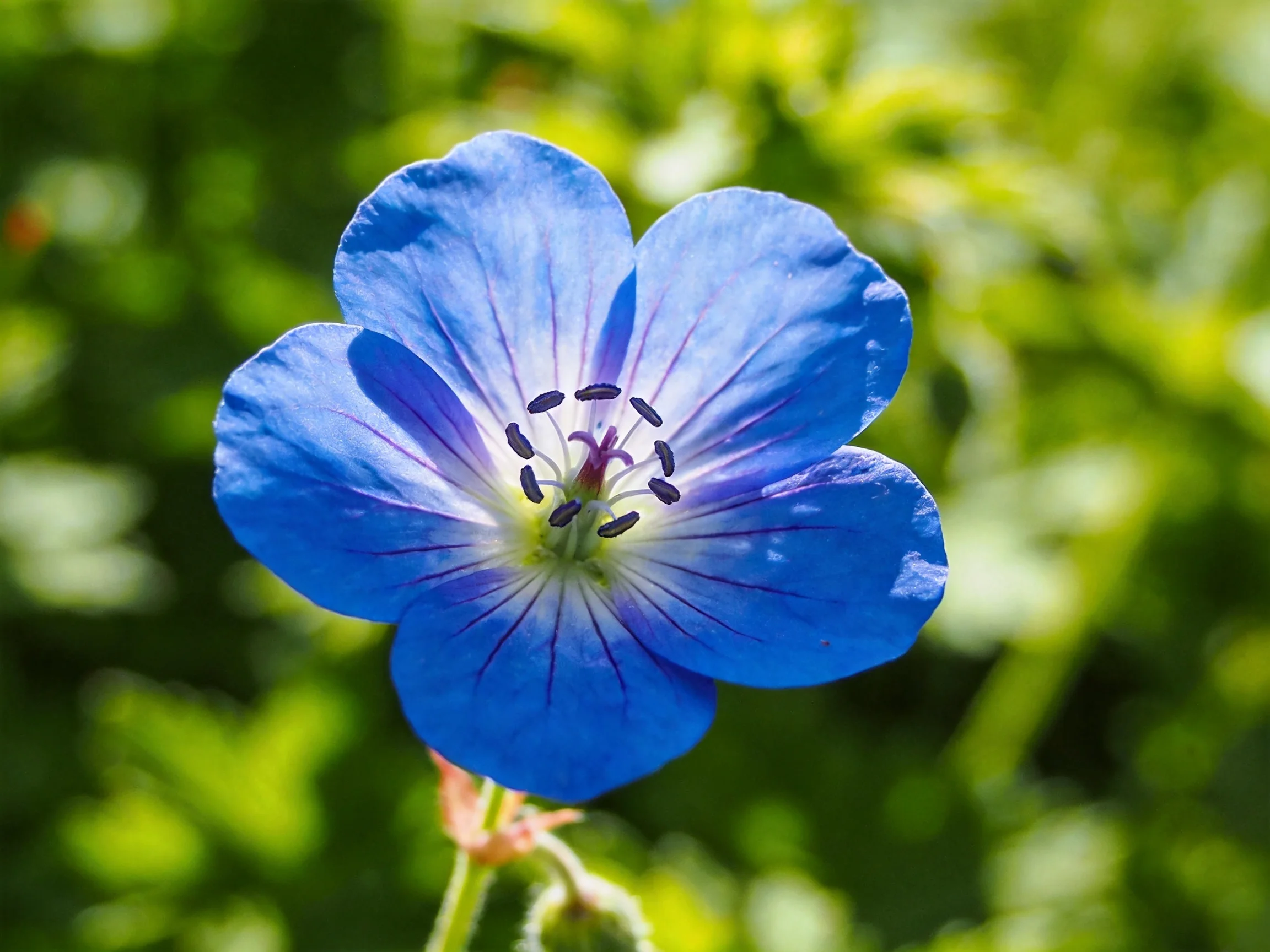 A vivid blue flower with five rounded petals and dark stamens