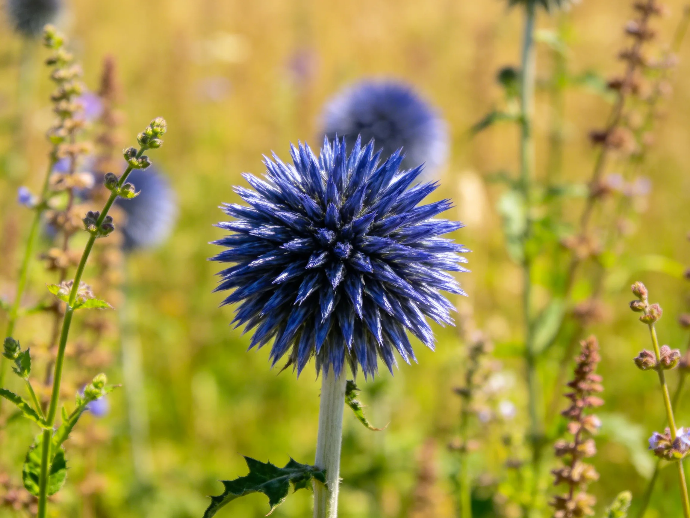 A vivid blue spherical flower amid lush wildflowers