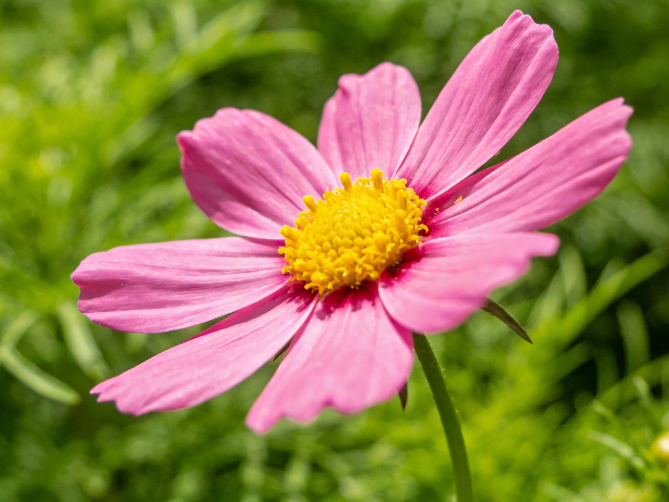 A vivid pink cosmos flower with bright yellow center amid green foliage