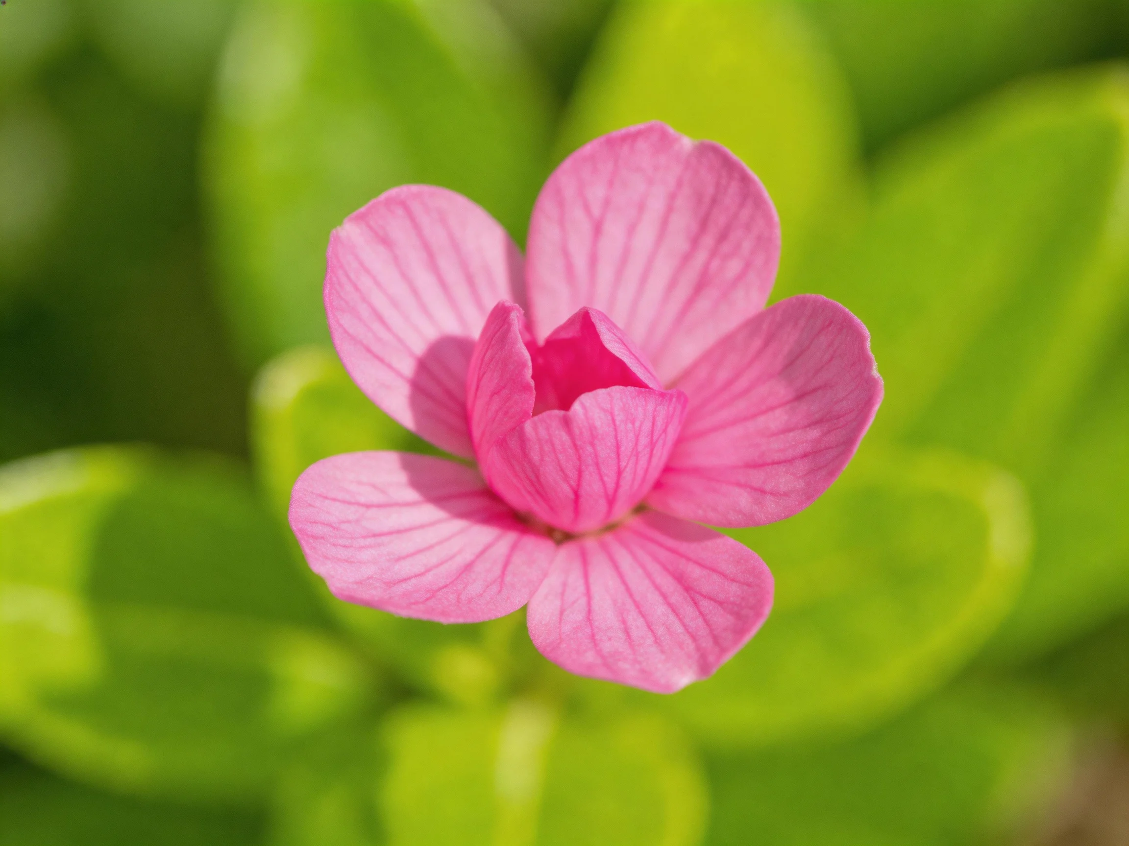 A vivid pink flower with delicate petals among green foliage