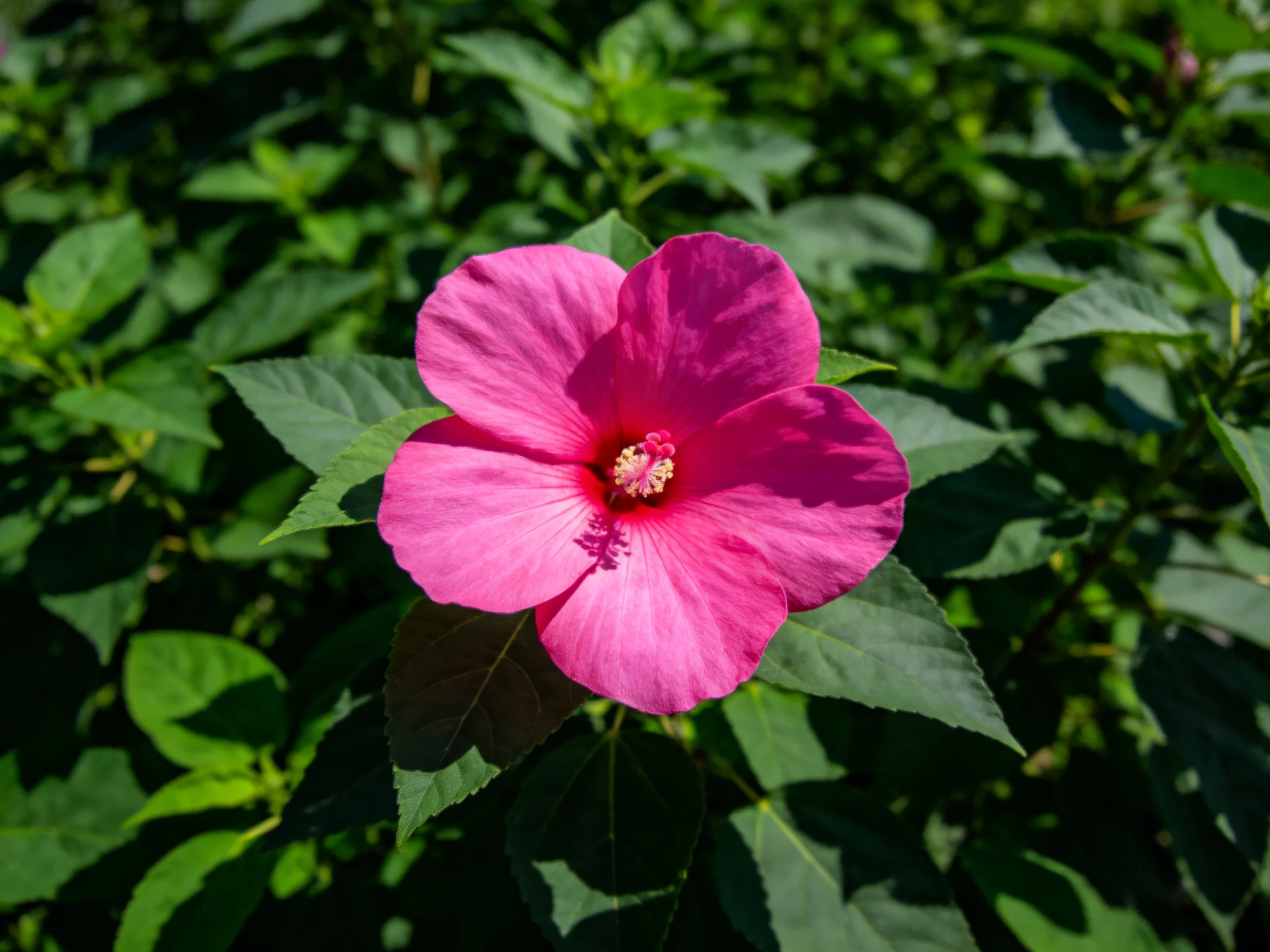 A vivid pink hibiscus bloom surrounded by dark green foliage