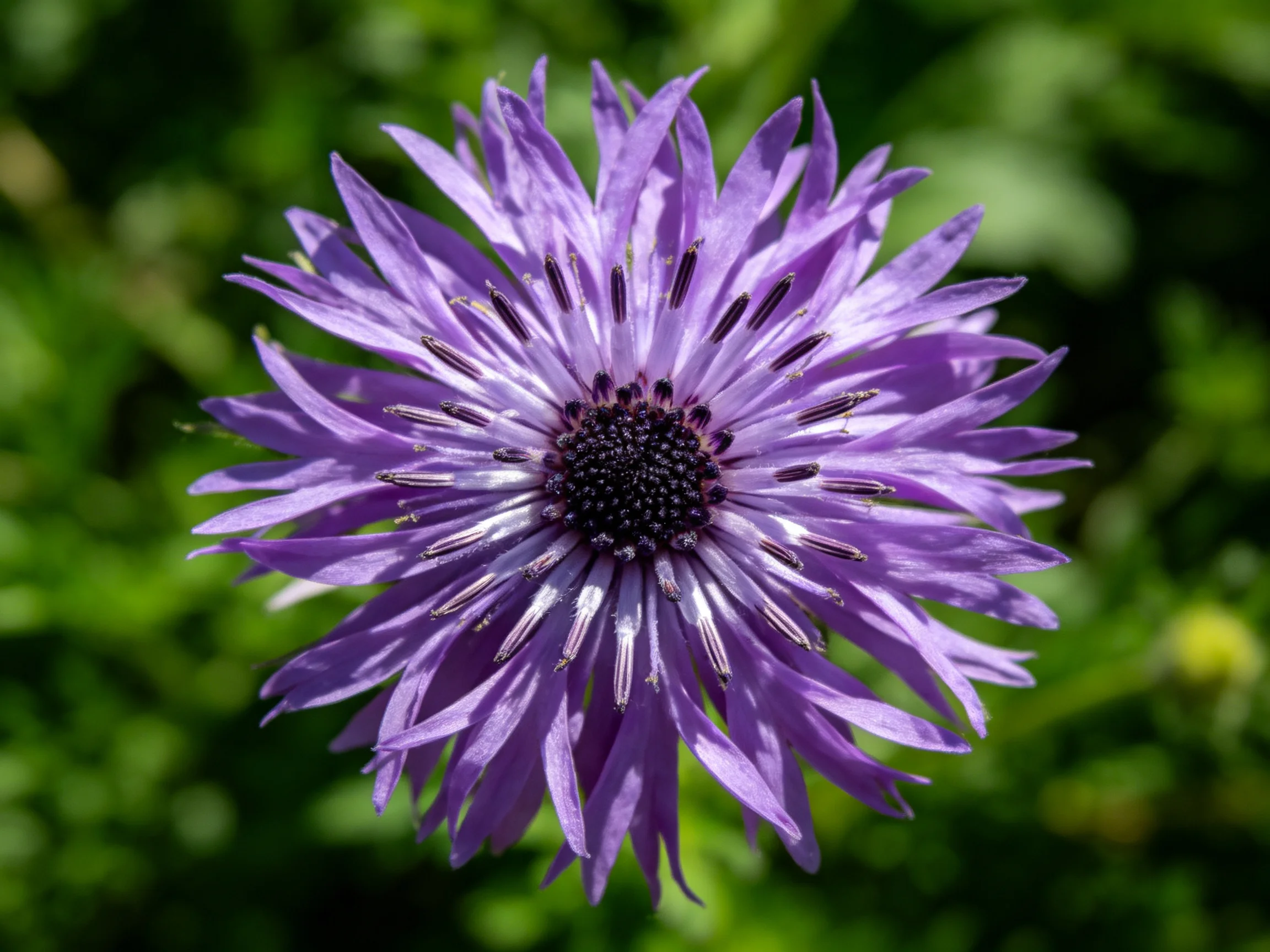 A vivid purple flower with numerous spiky petals