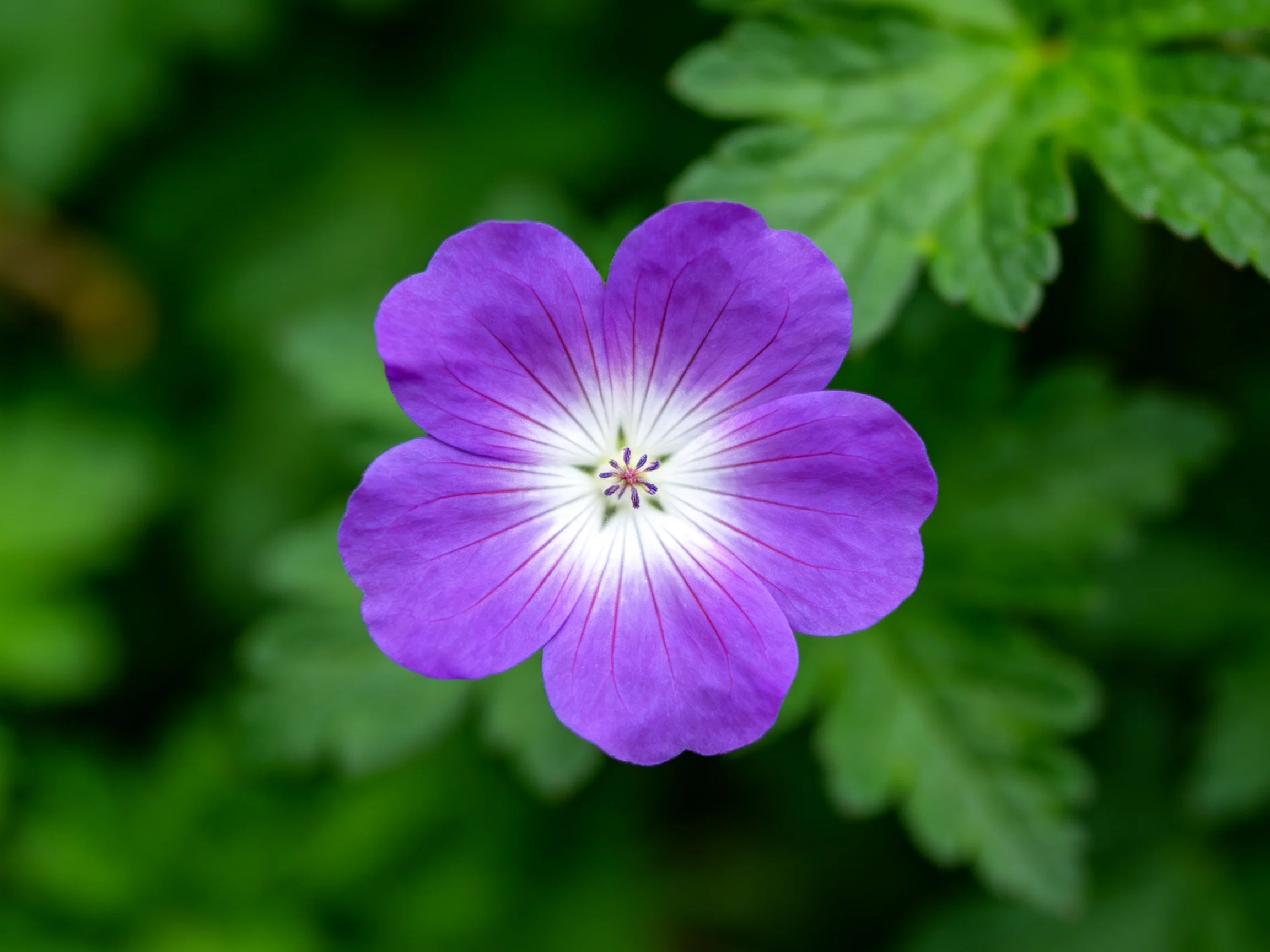 A vivid purple geranium with white center amid green foliage