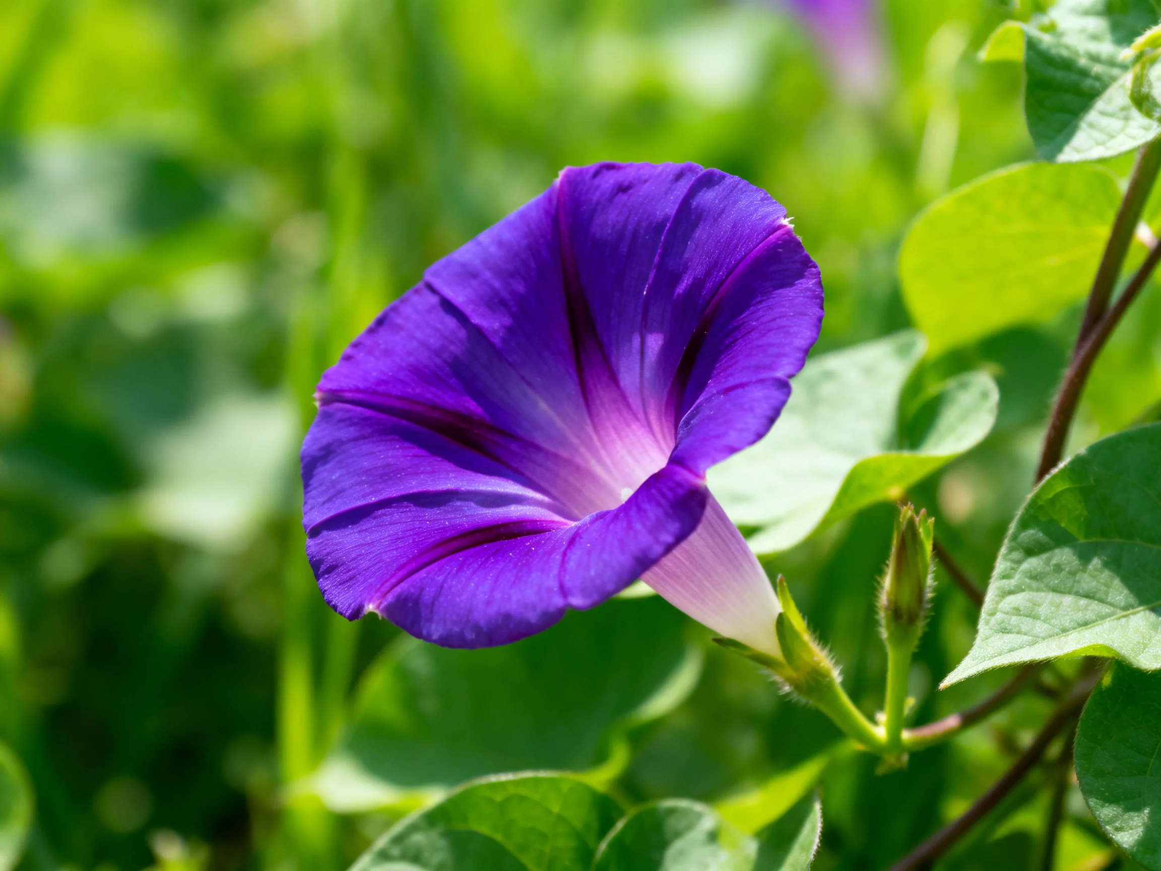 A vivid purple morning glory blooms among lush green leaves