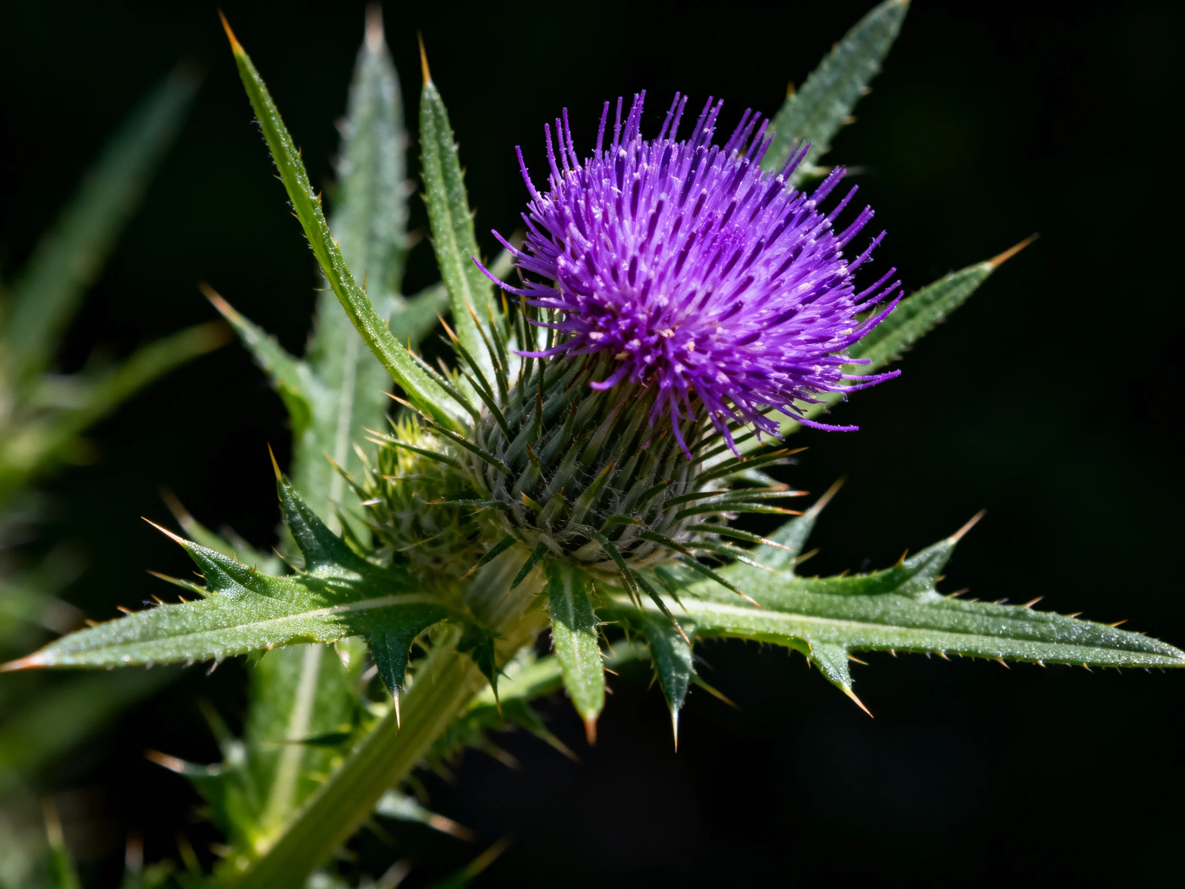 A vivid purple thistle flower with spiky green foliage