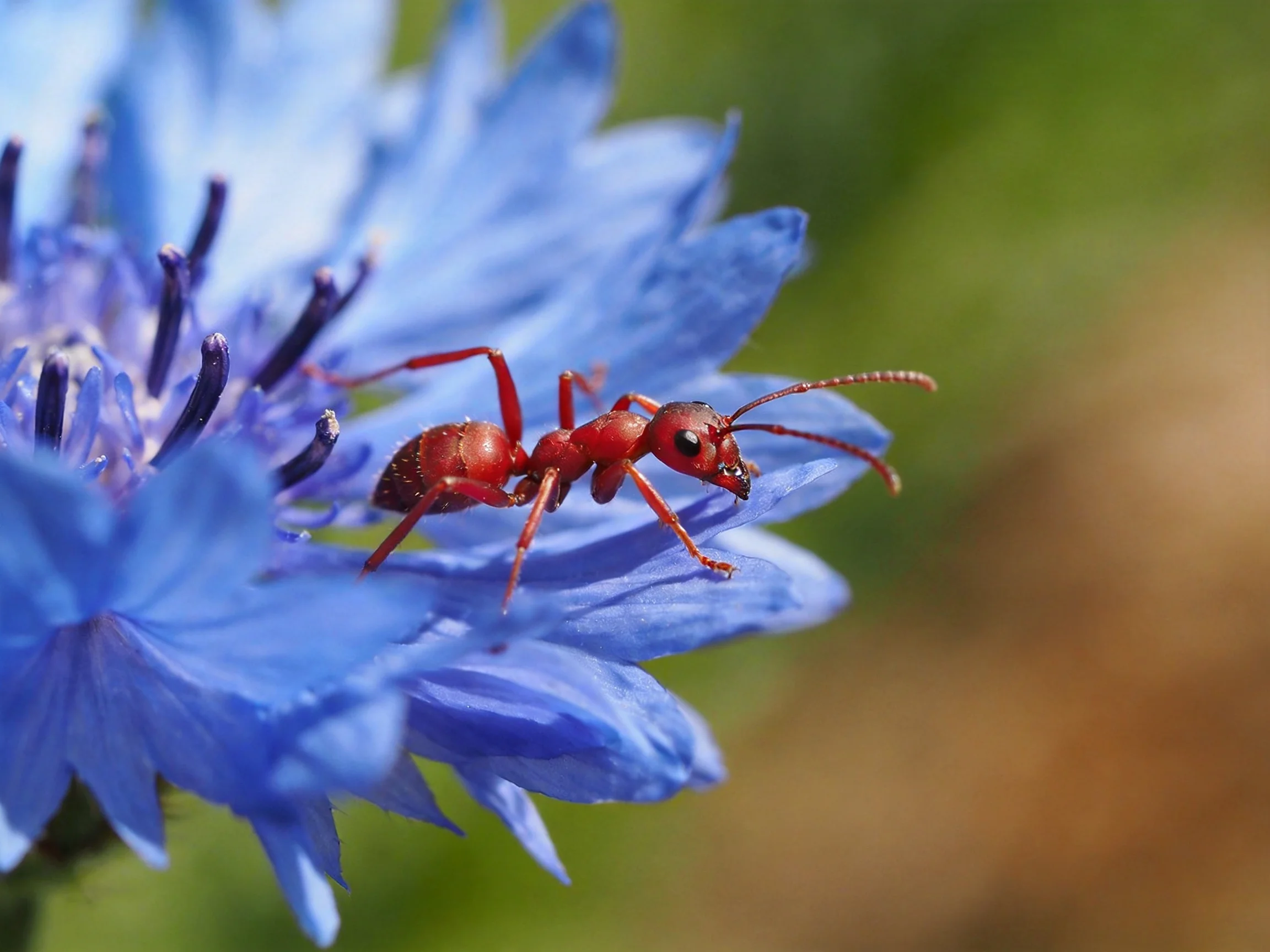 A vivid red ant exploring a large blue flower