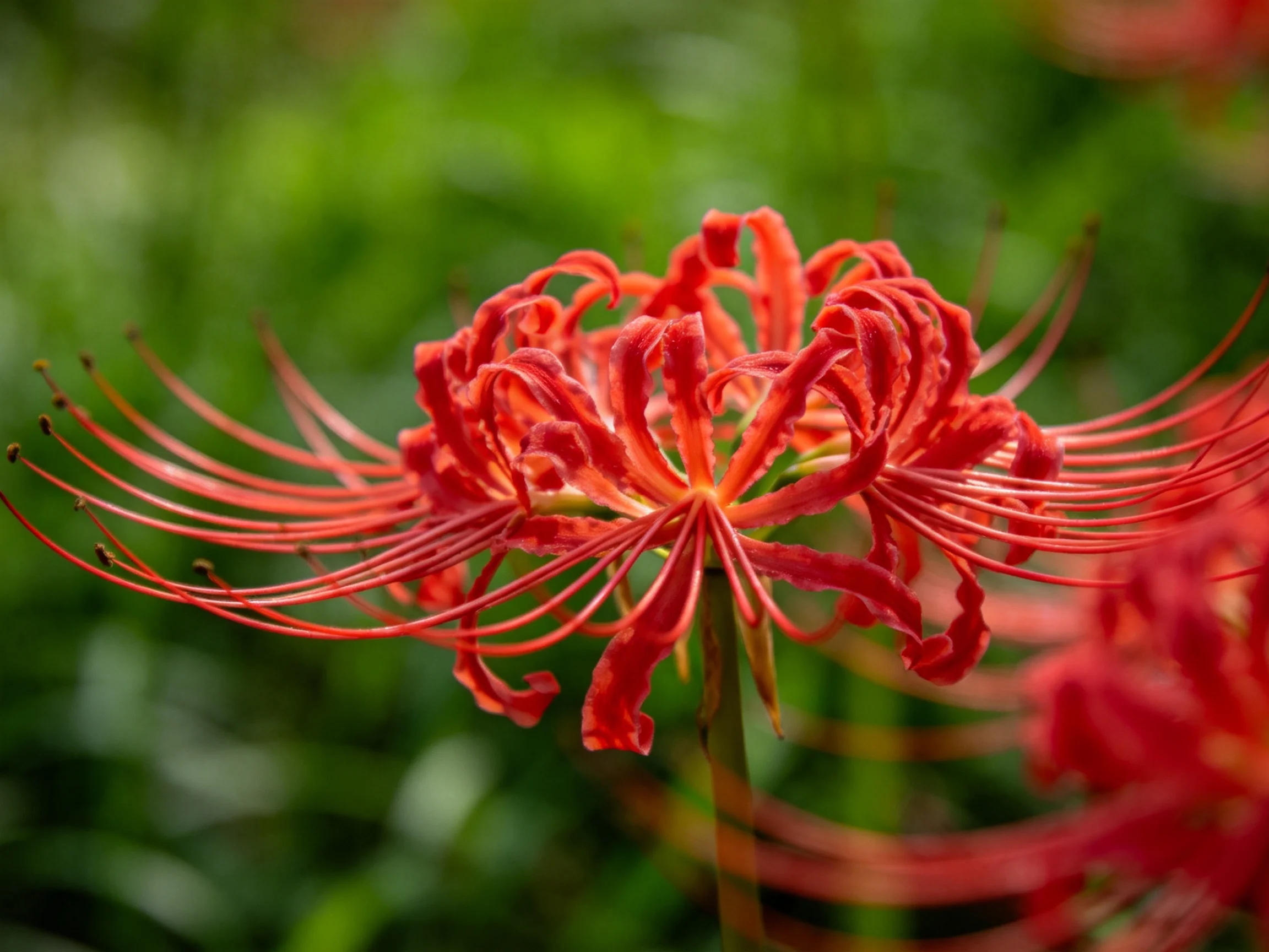 A vivid red spider lily with elongated stamens