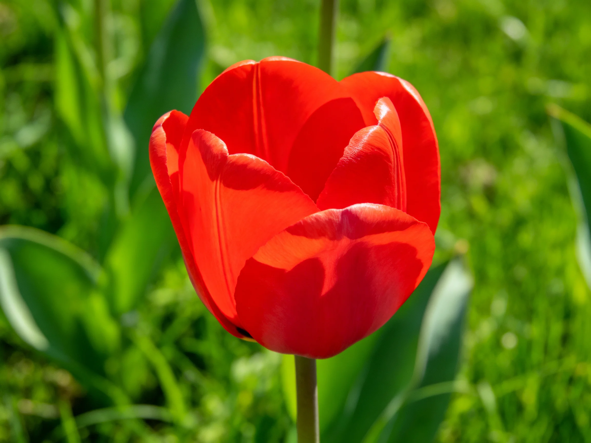 A vivid red tulip stands out against dense green foliage