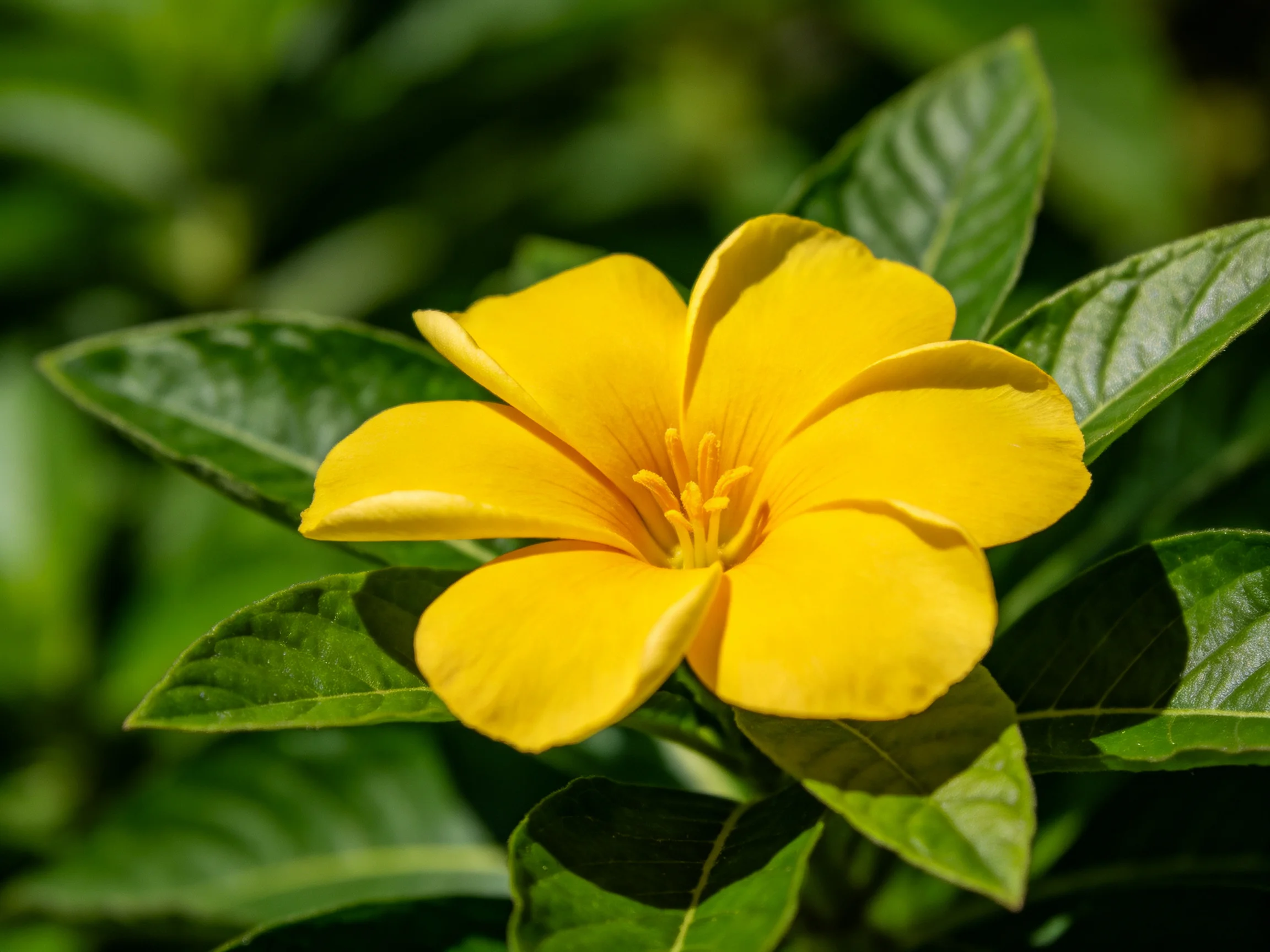 A vivid yellow flower with five petals surrounded by lush green leaves