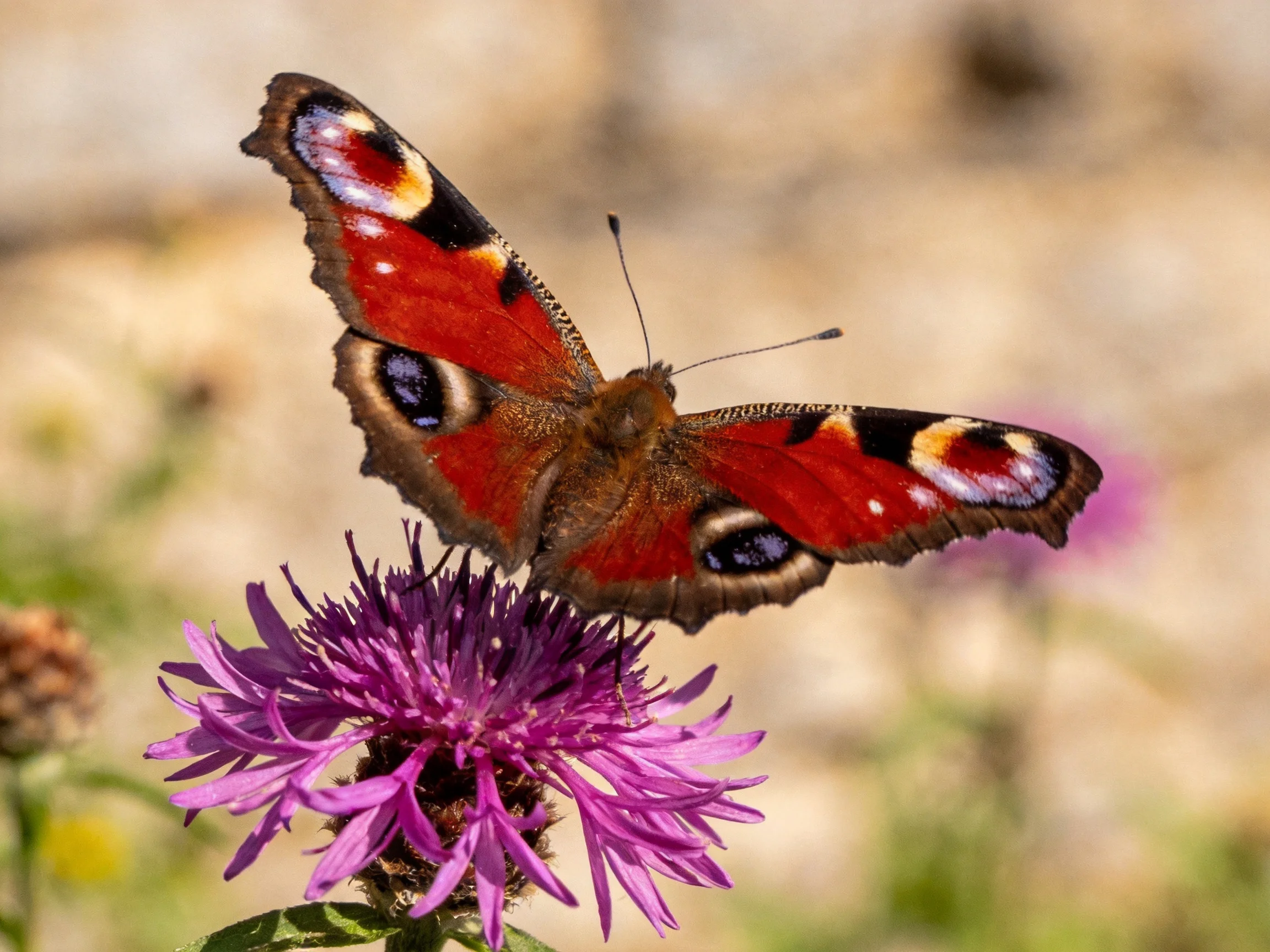 A vividly patterned butterfly rests on a purple flower