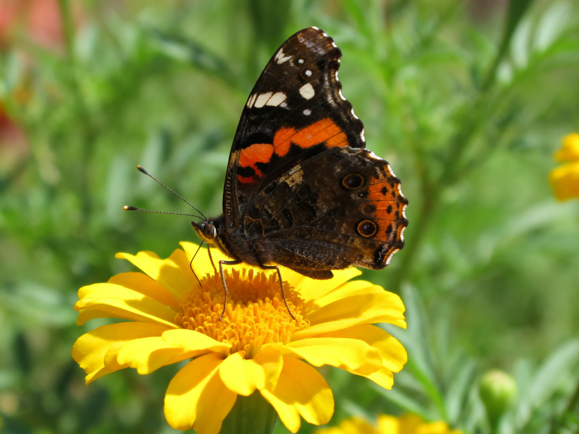 A vividly patterned butterfly sits atop a bright yellow flower