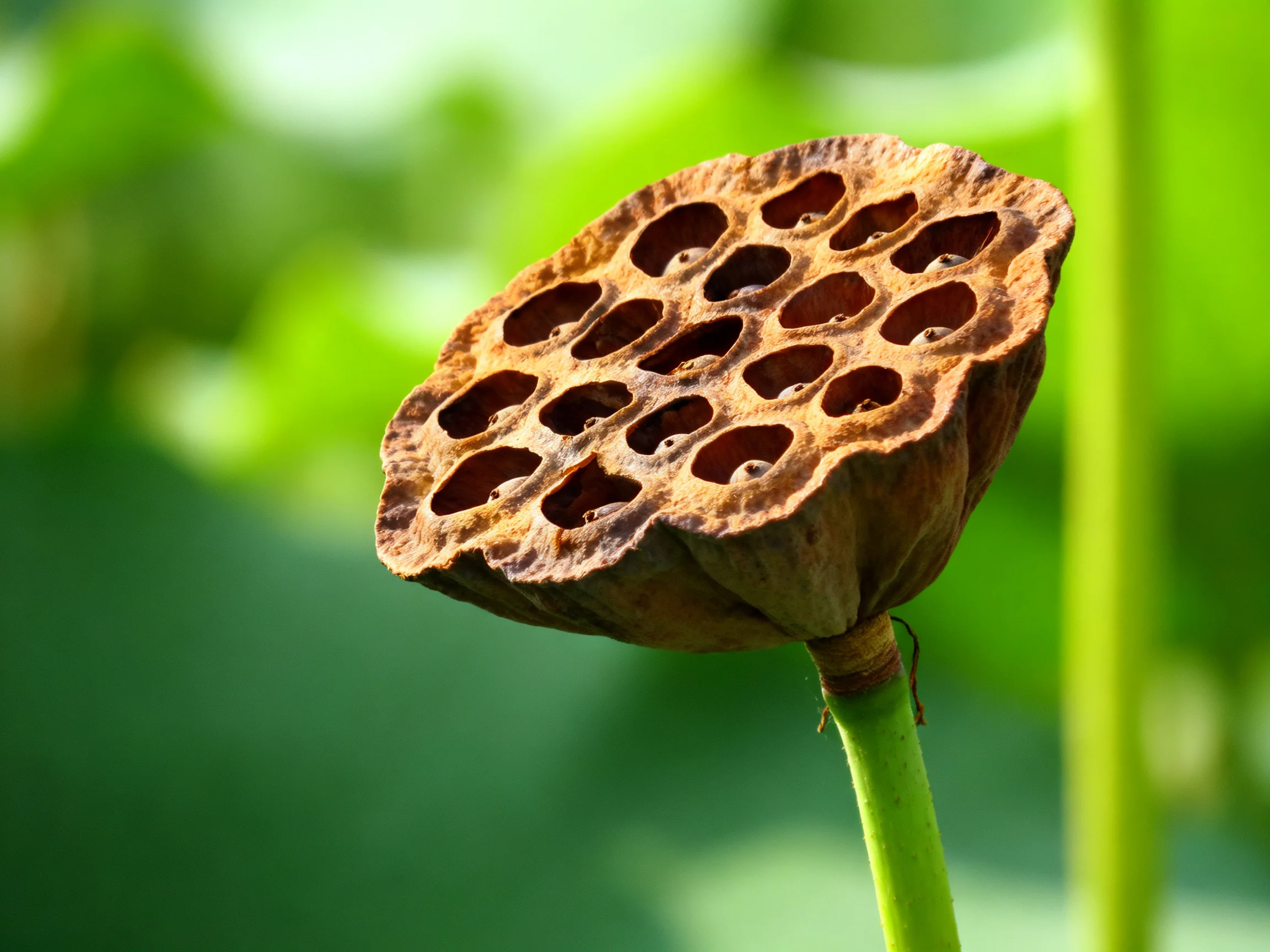 A weathered brown lotus pod with circular holes on a green stem