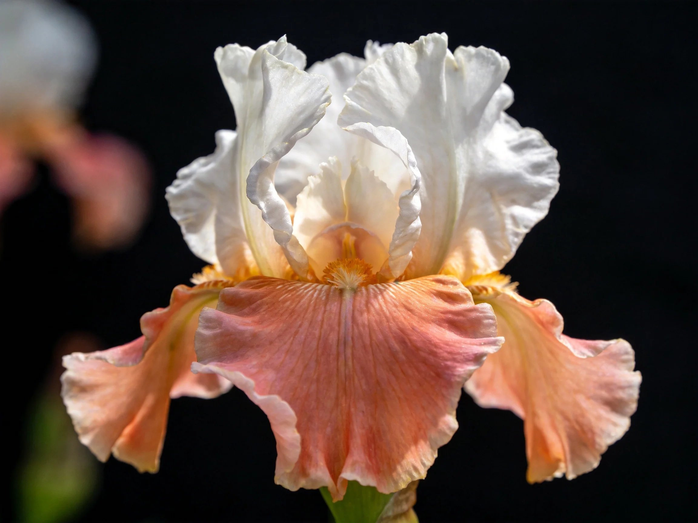 A white and peach iris flower with layered petals