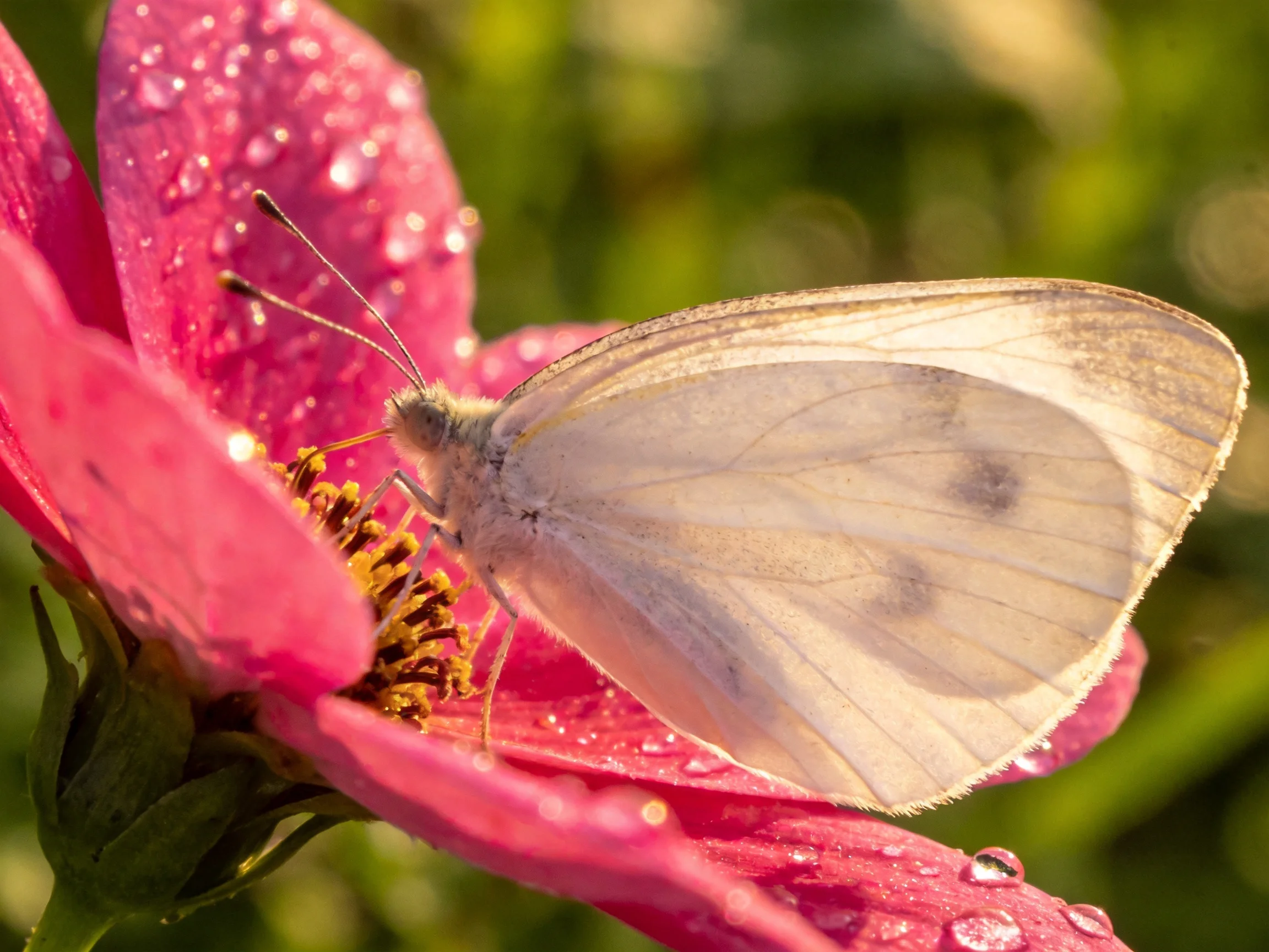 A white butterfly on a dewy pink flower