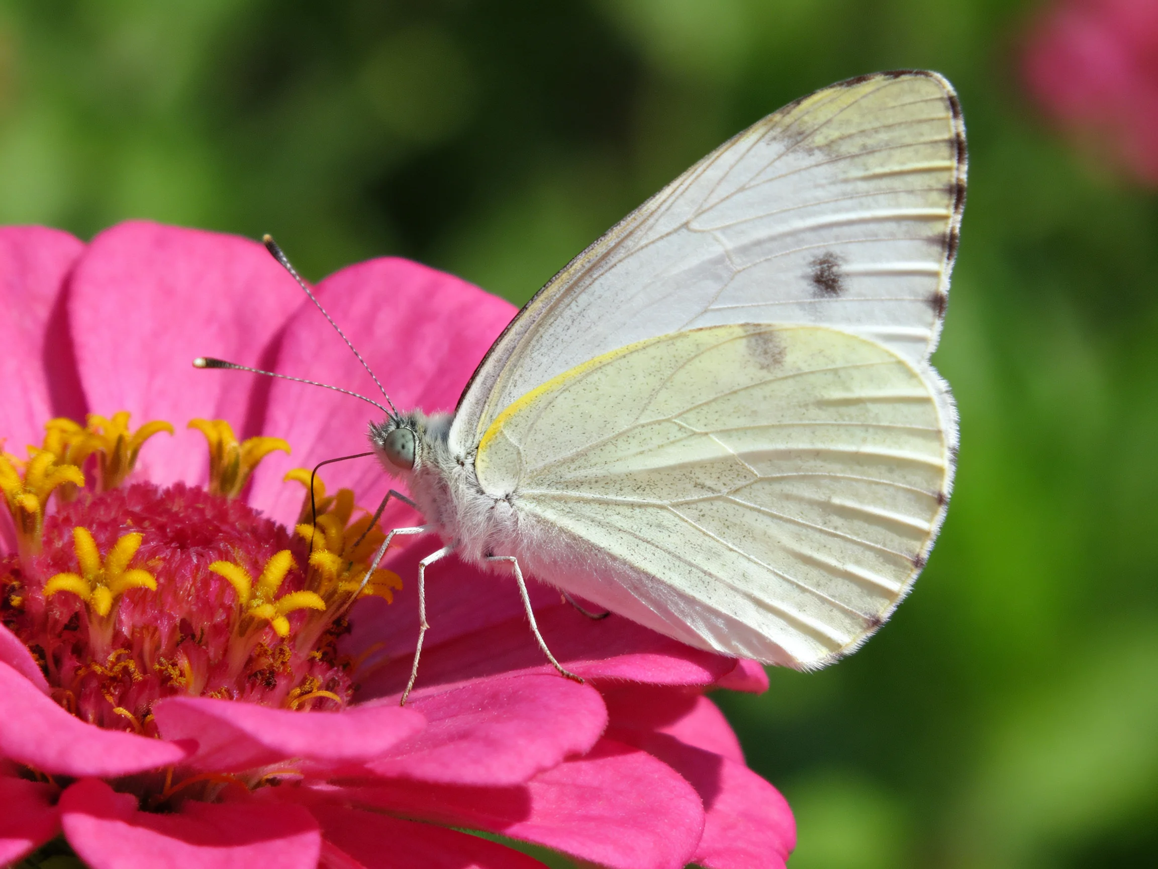 A white butterfly perched on a vibrant pink zinnia flower