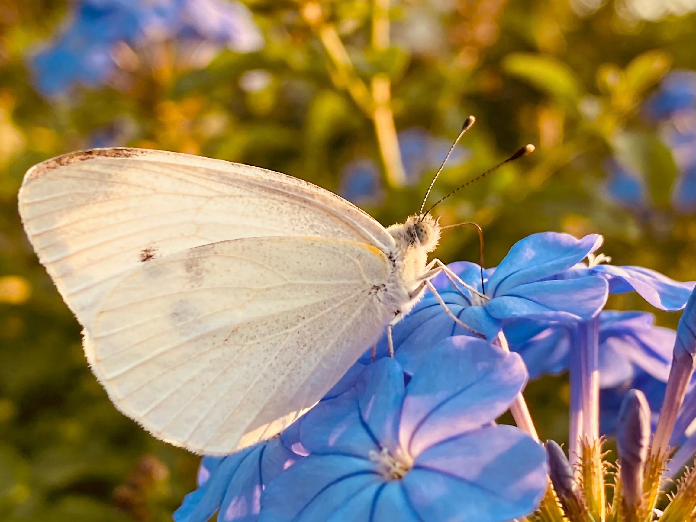 A white butterfly perched on vibrant blue flowers in a sunlit garden