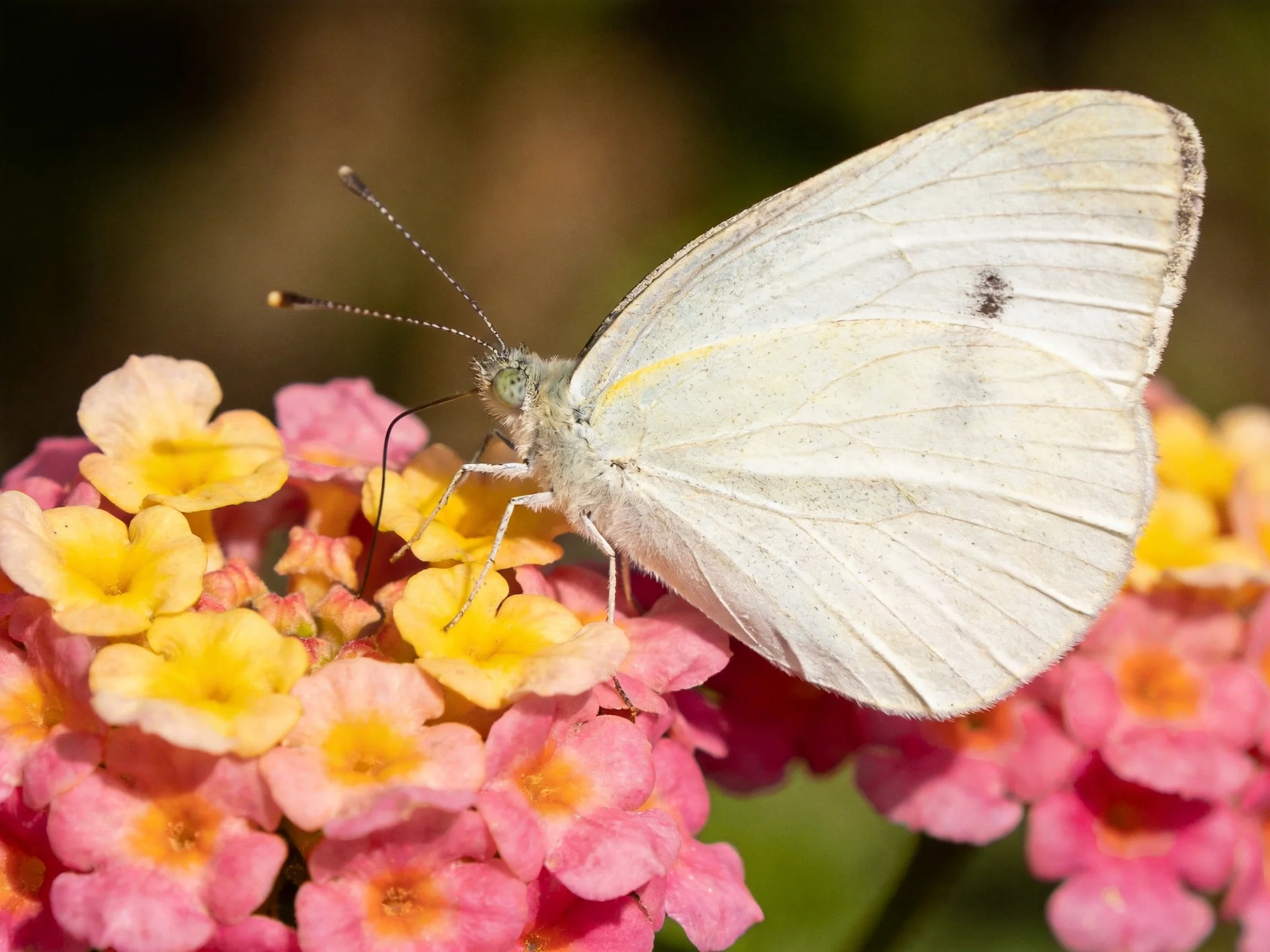 A white butterfly perched on vibrant pink and yellow blooms