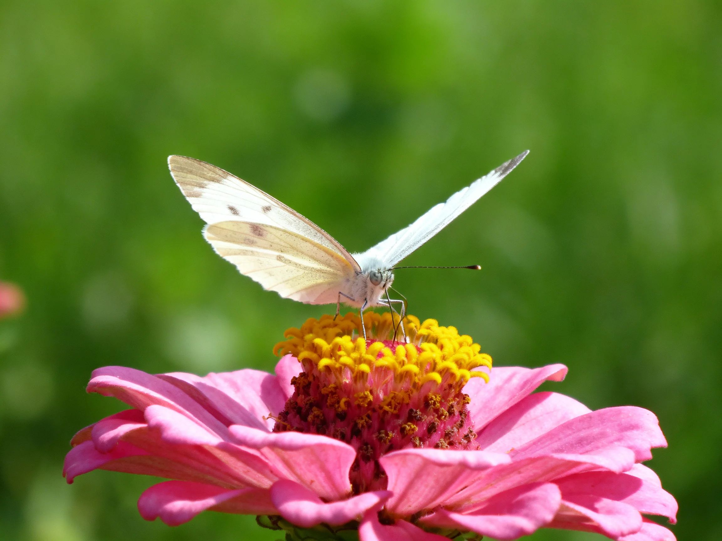 A white butterfly perches on a pink zinnia with a golden center