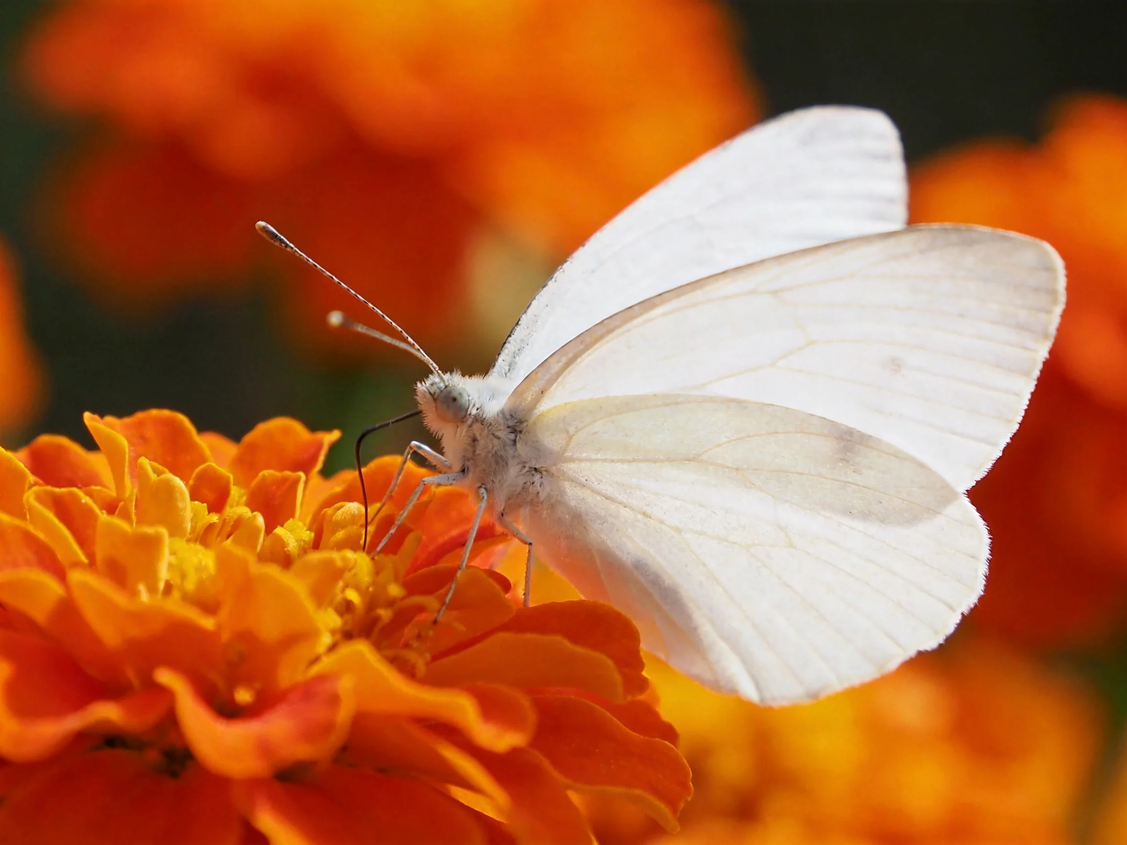 A white butterfly perches on bright orange marigold flowers