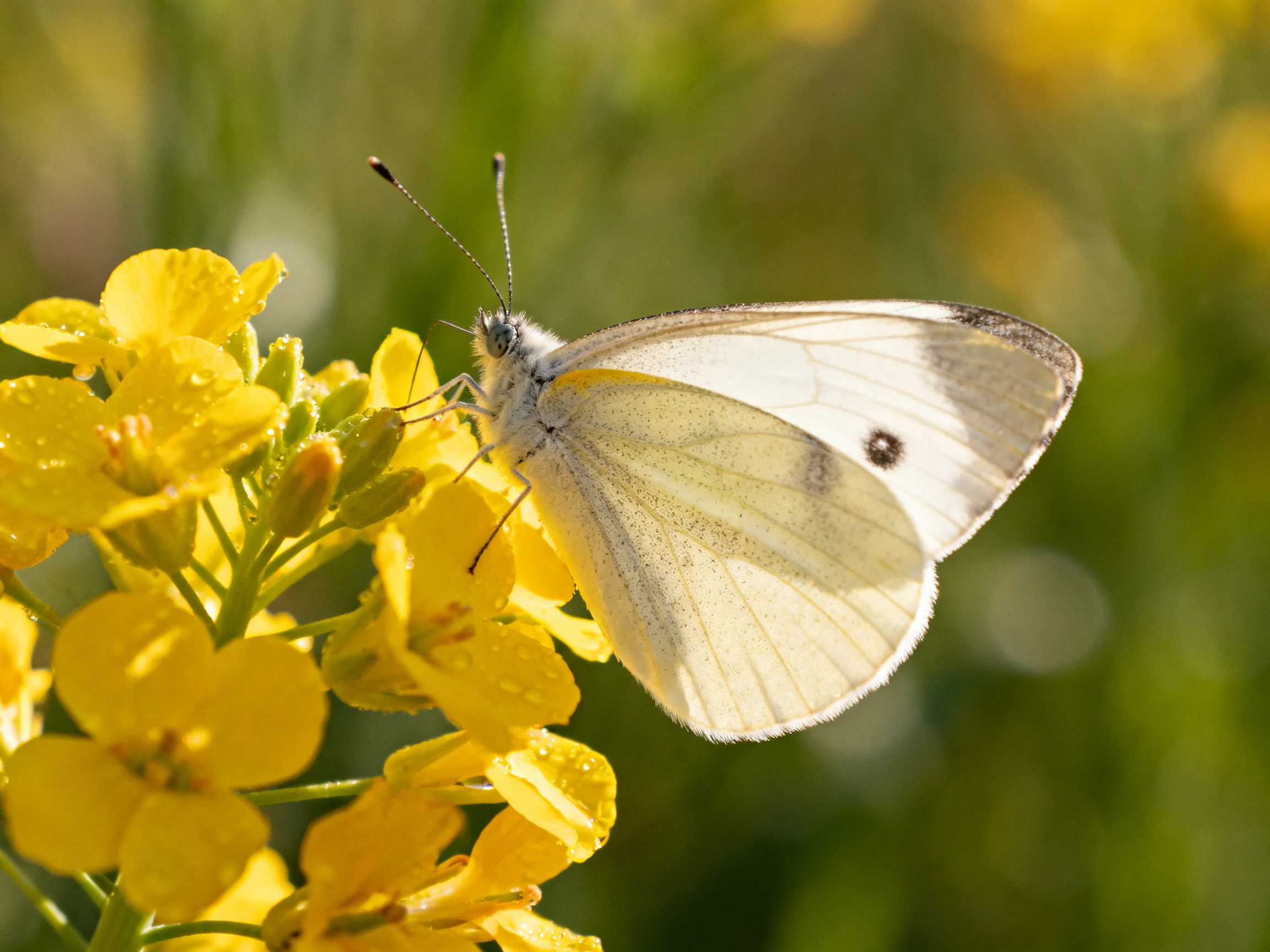 A white butterfly perches on bright yellow flowers in a sunlit meadow