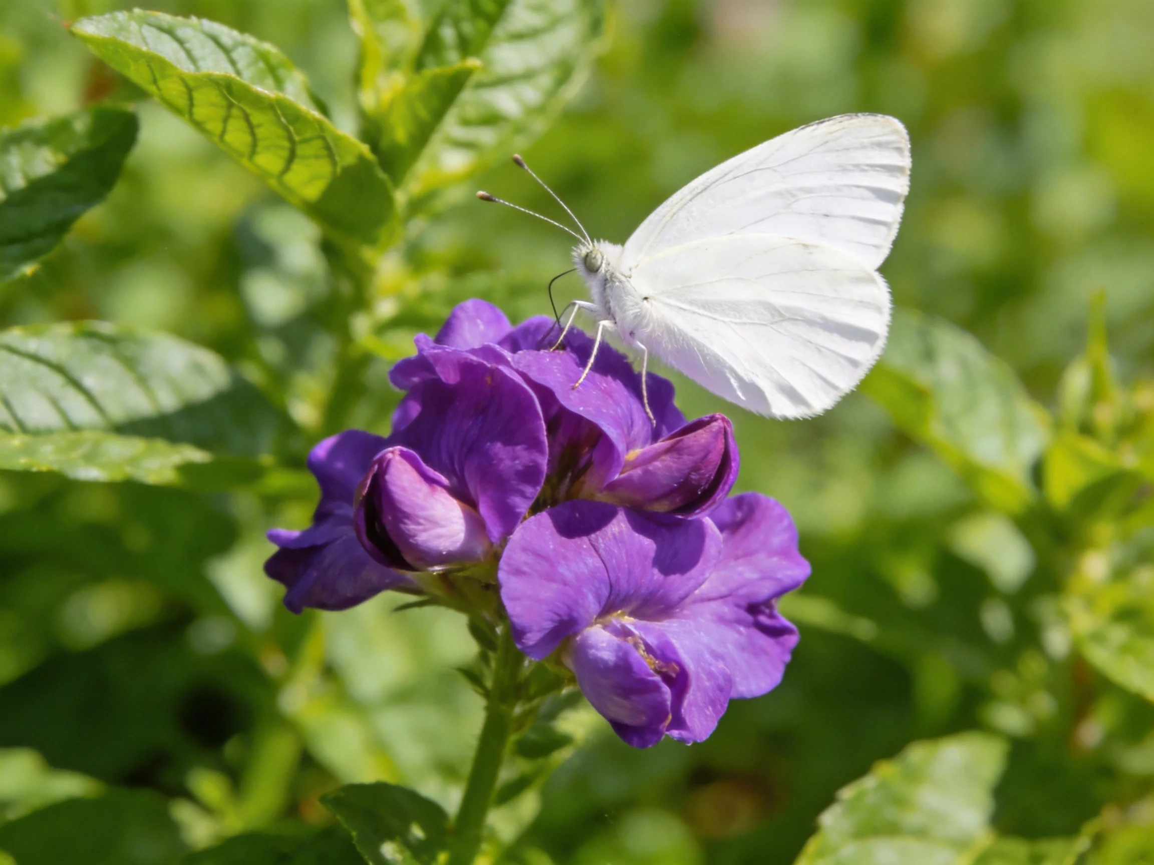 A white butterfly rests on vibrant purple blooms amid lush greenery