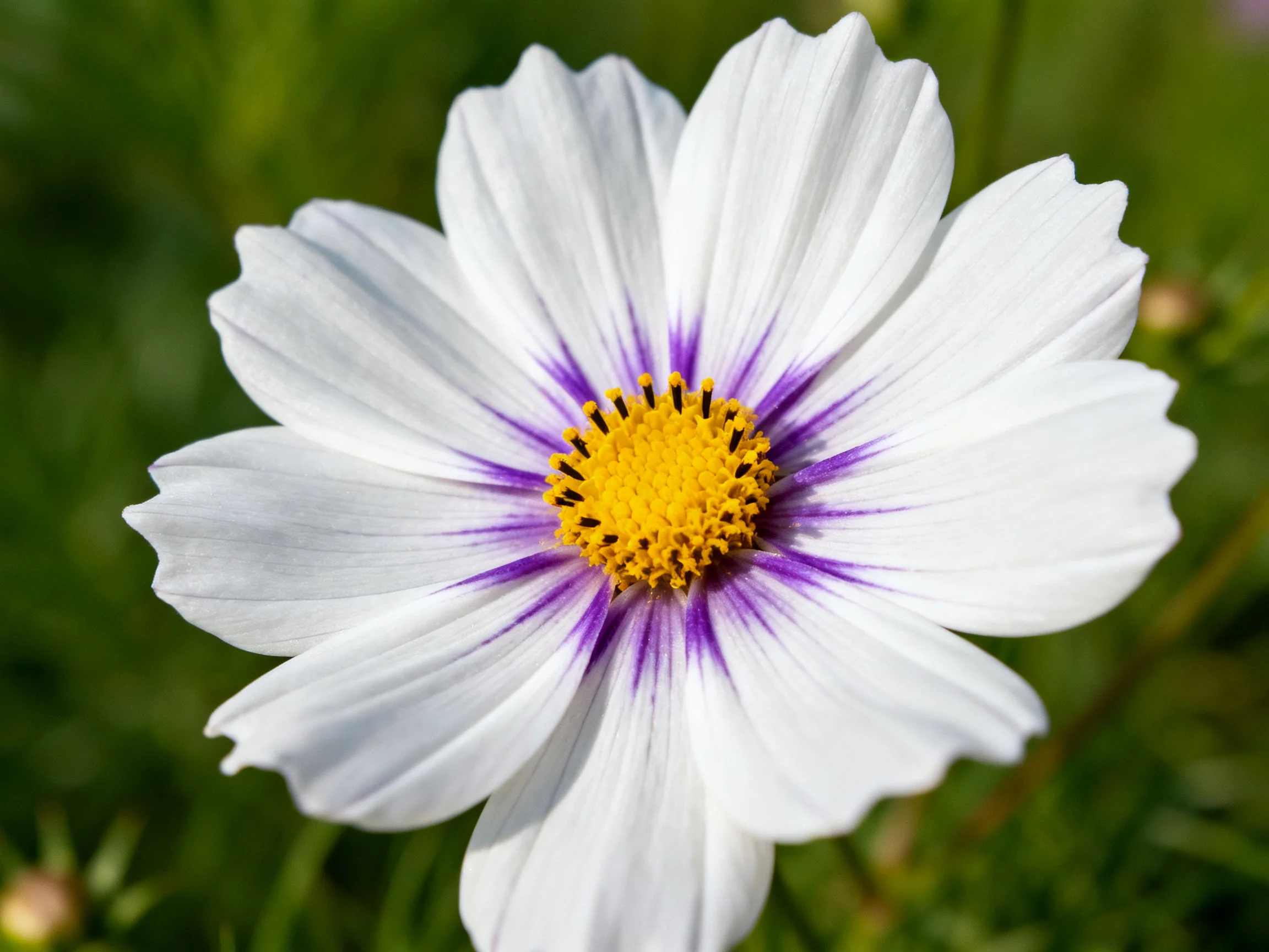 A white cosmos flower with purple and golden accents