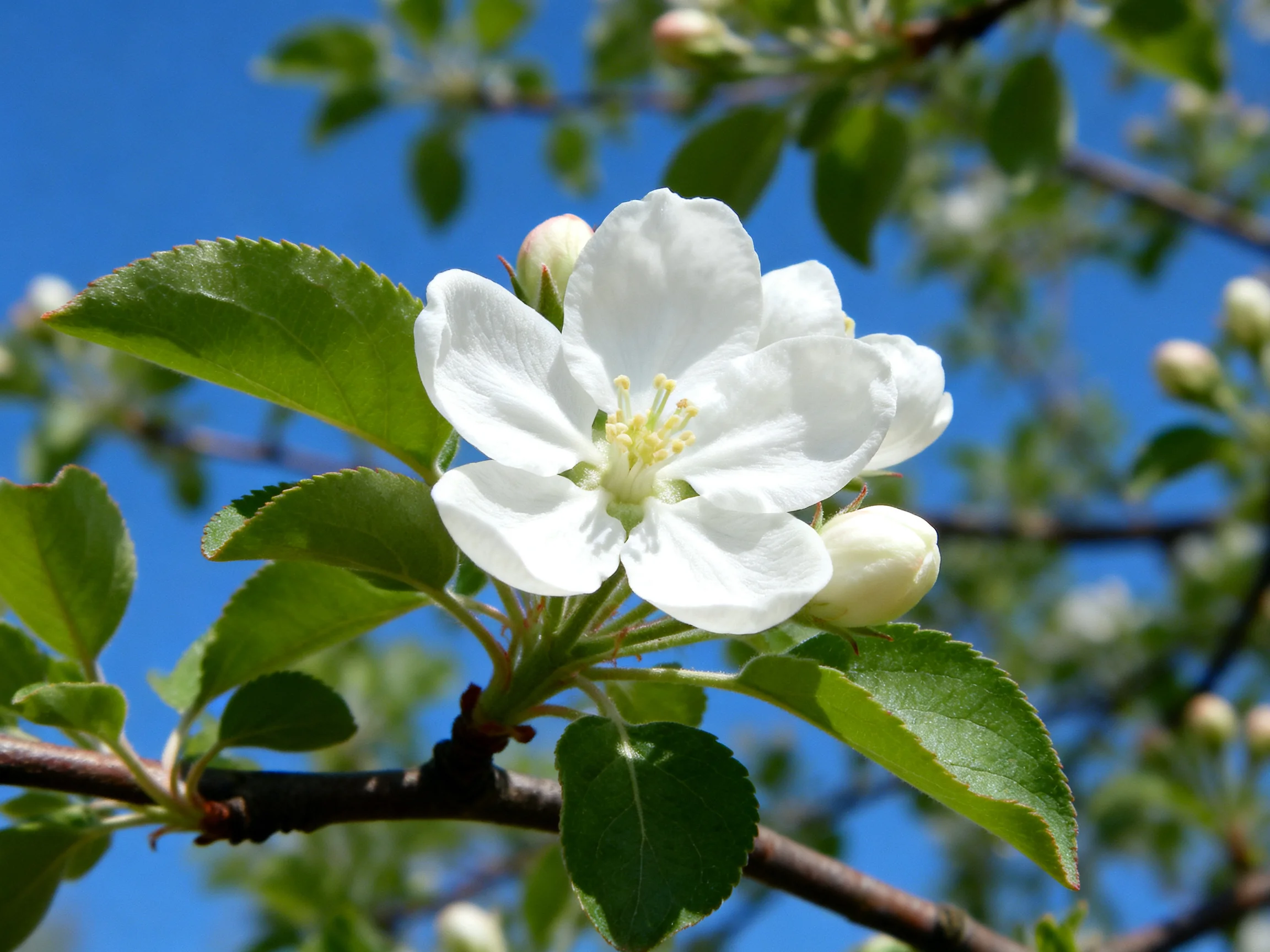 A white flower blooms amid green leaves on a tree branch