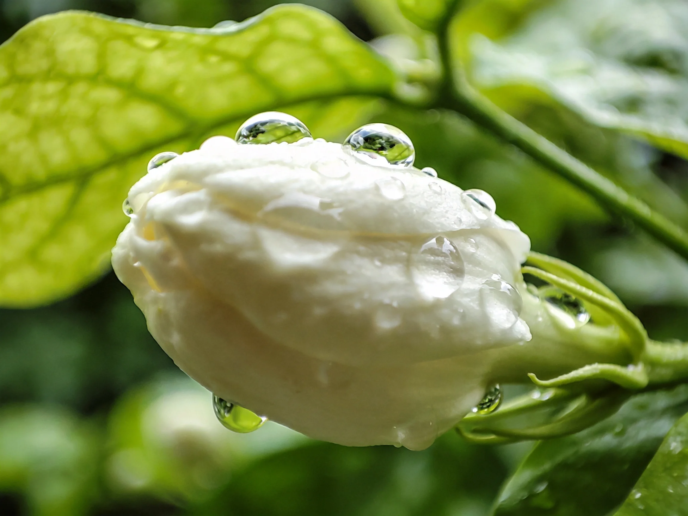 A white flower bud with glistening water droplets amid lush green foliage