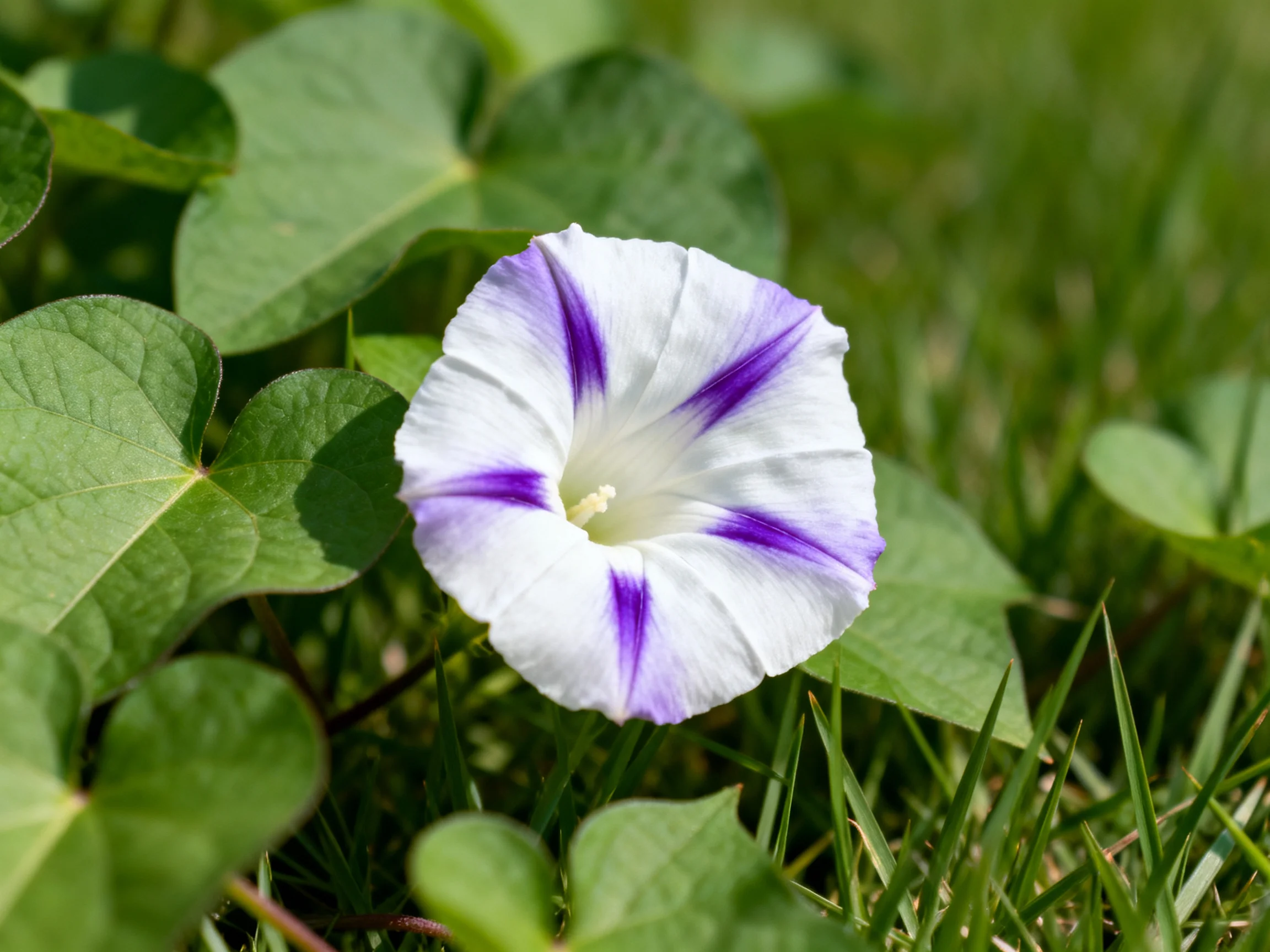 A white flower with purple streaks surrounded by broad green leaves
