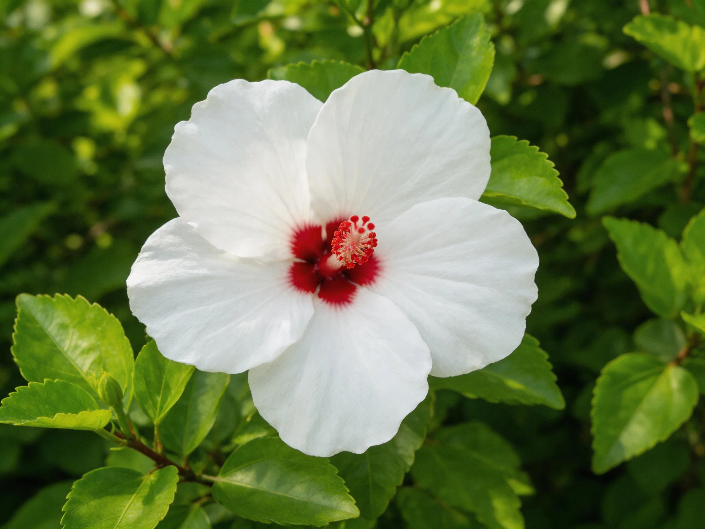 A white hibiscus with a vibrant red center amid green foliage