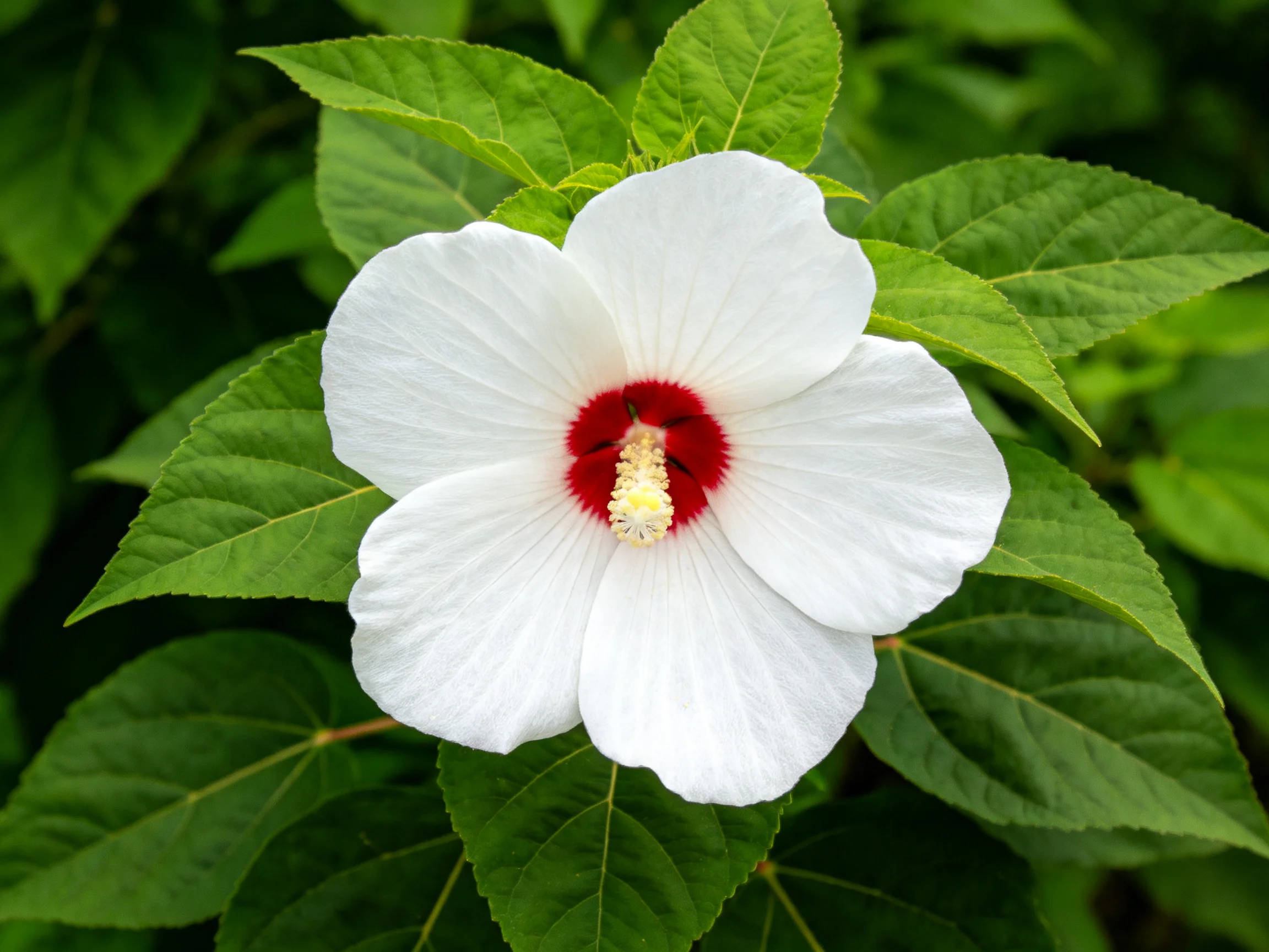 A white hibiscus with red center amidst lush green foliage