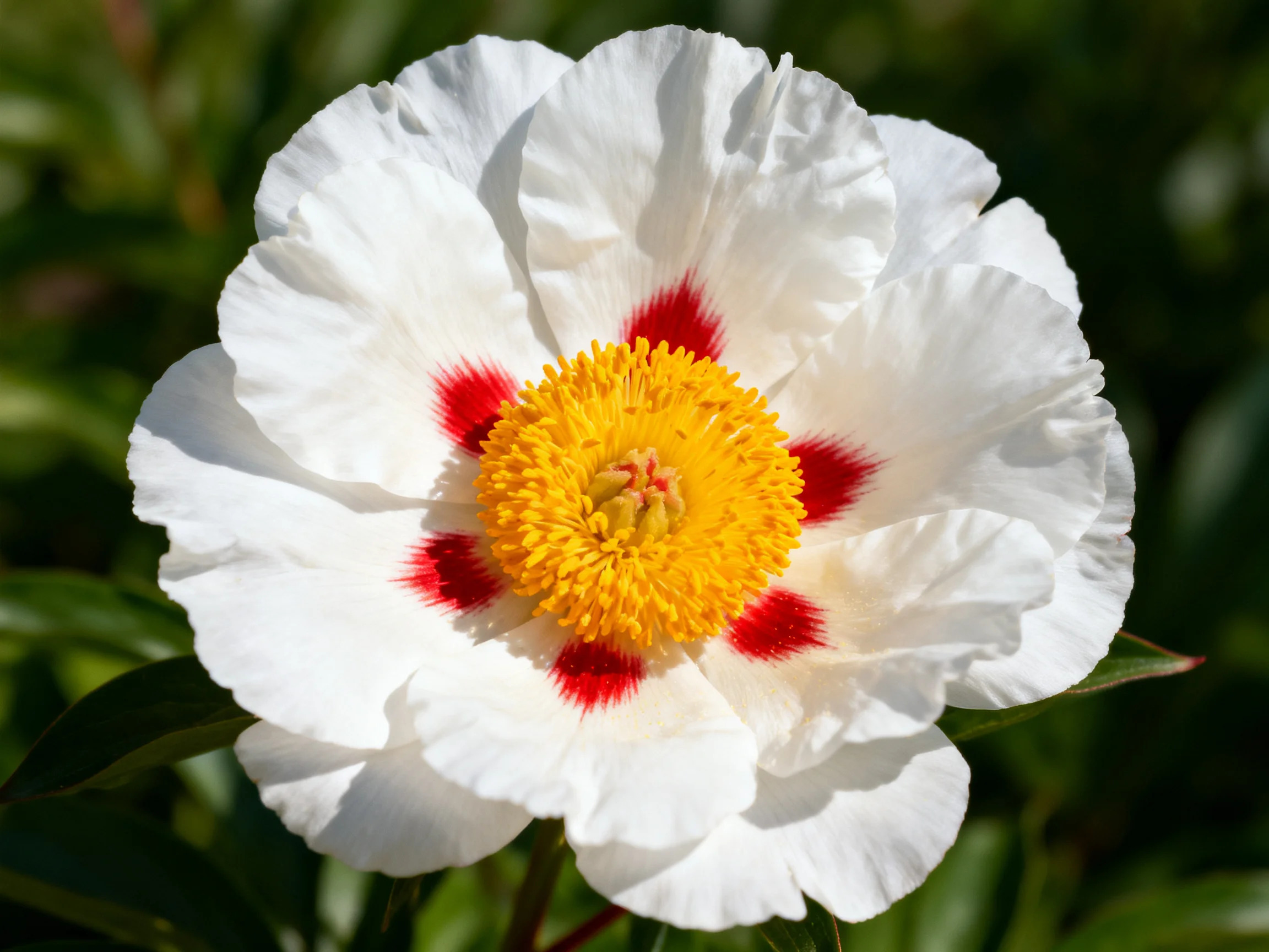 A white peony with red accents and a golden center