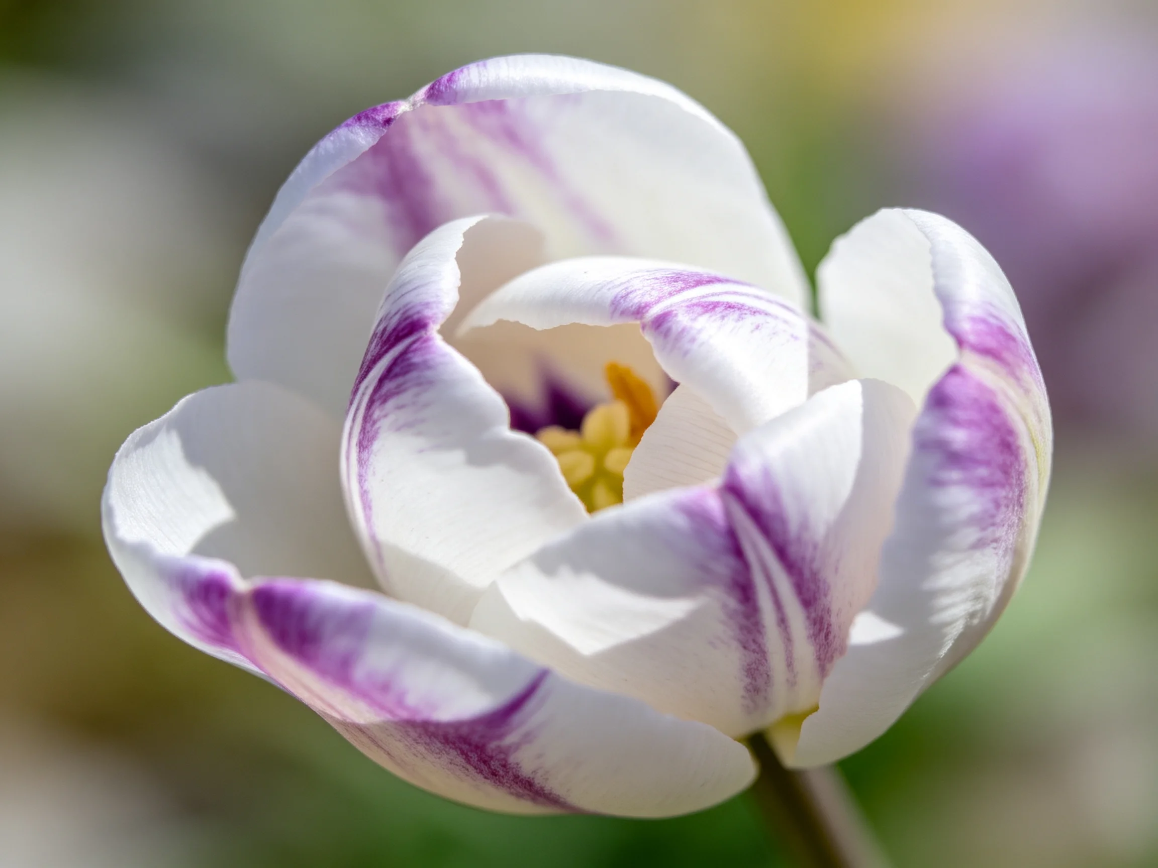 A white tulip with purple streaks blooming in soft natural light