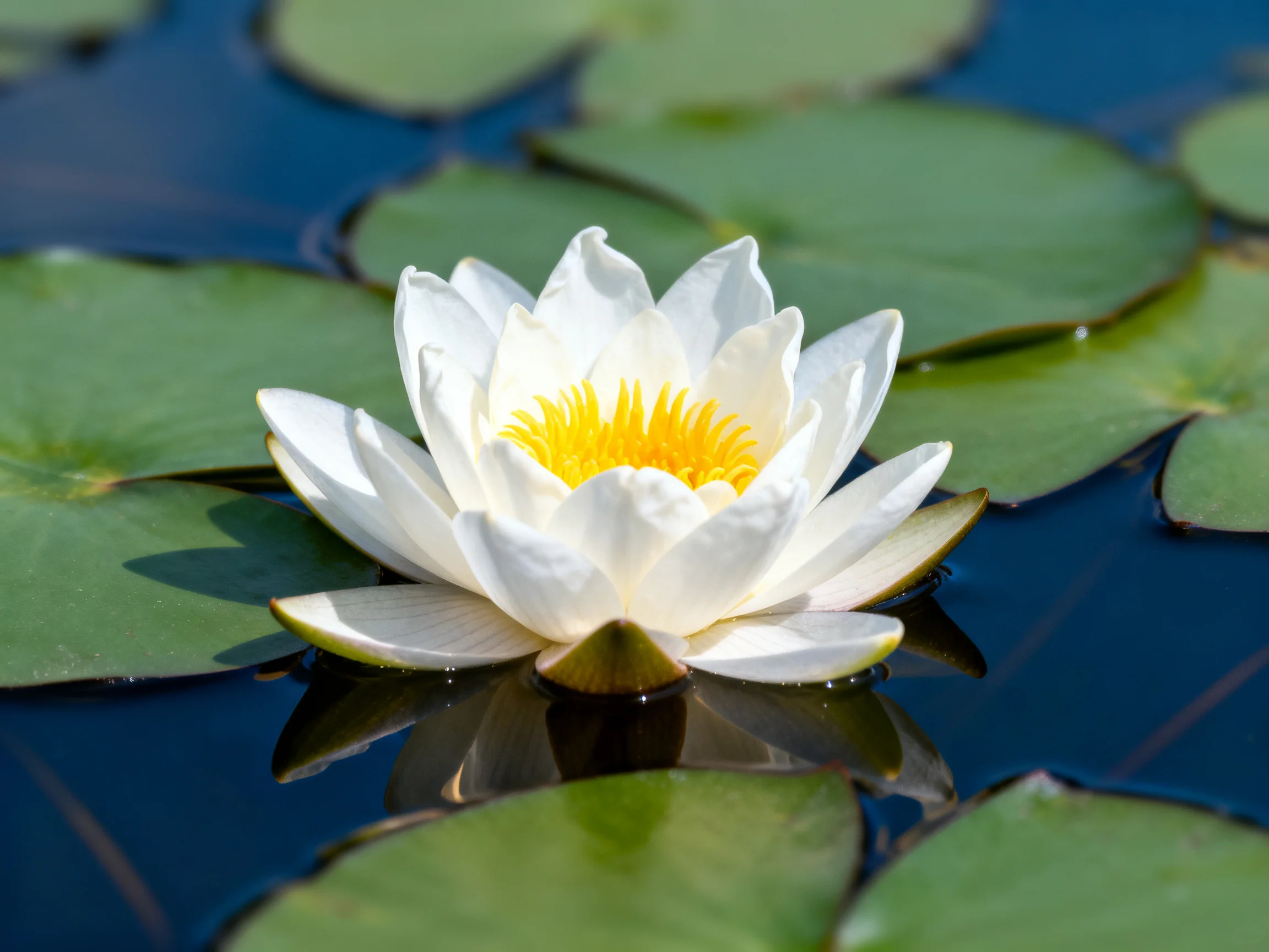 A white water lily surrounded by green lily pads on blue water