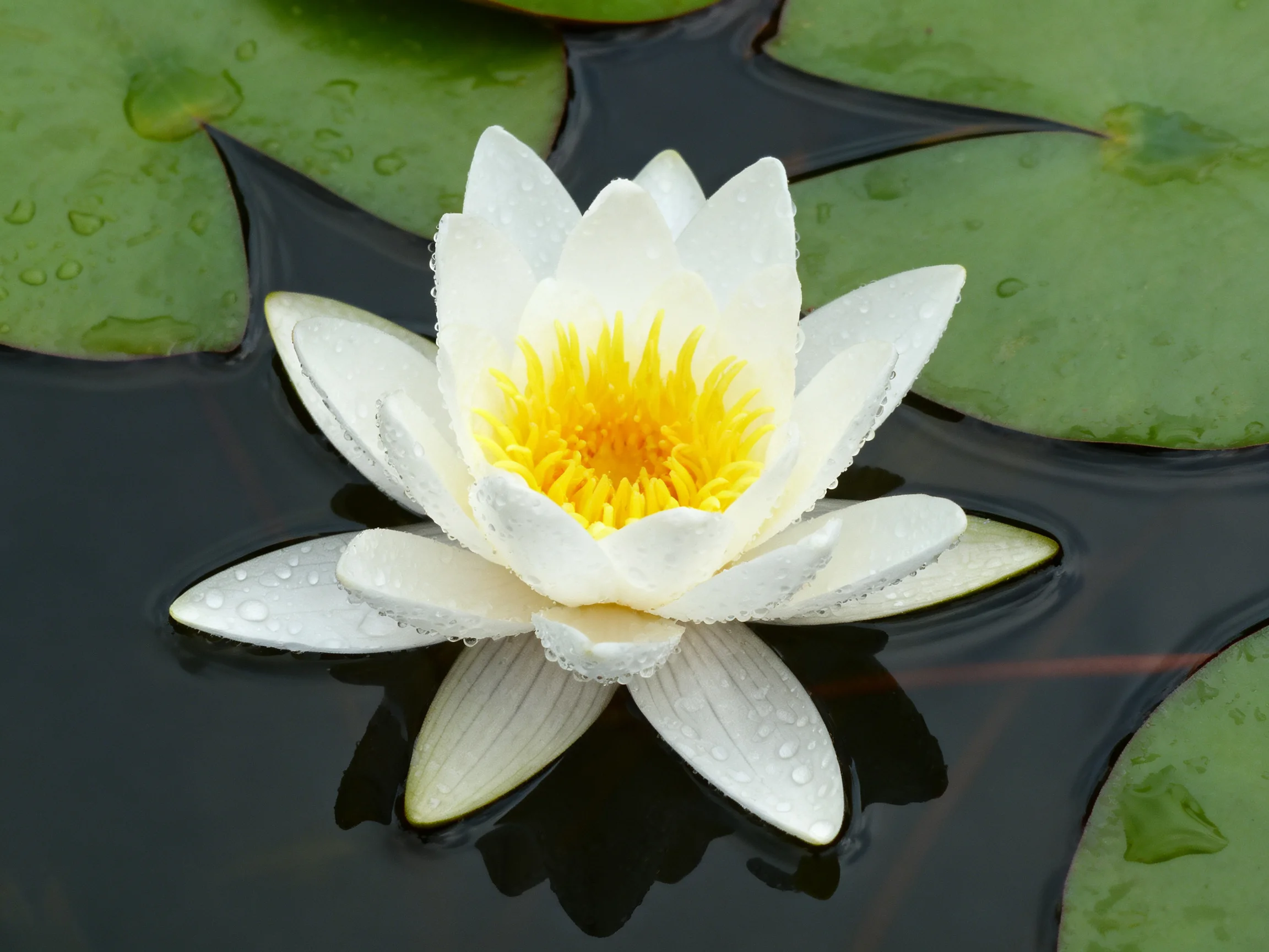 A white water lily with yellow center floats among green lily pads