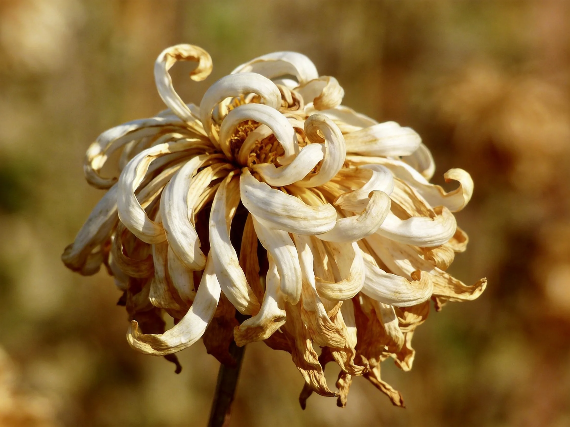 A wilted chrysanthemum with curled beige and cream petals