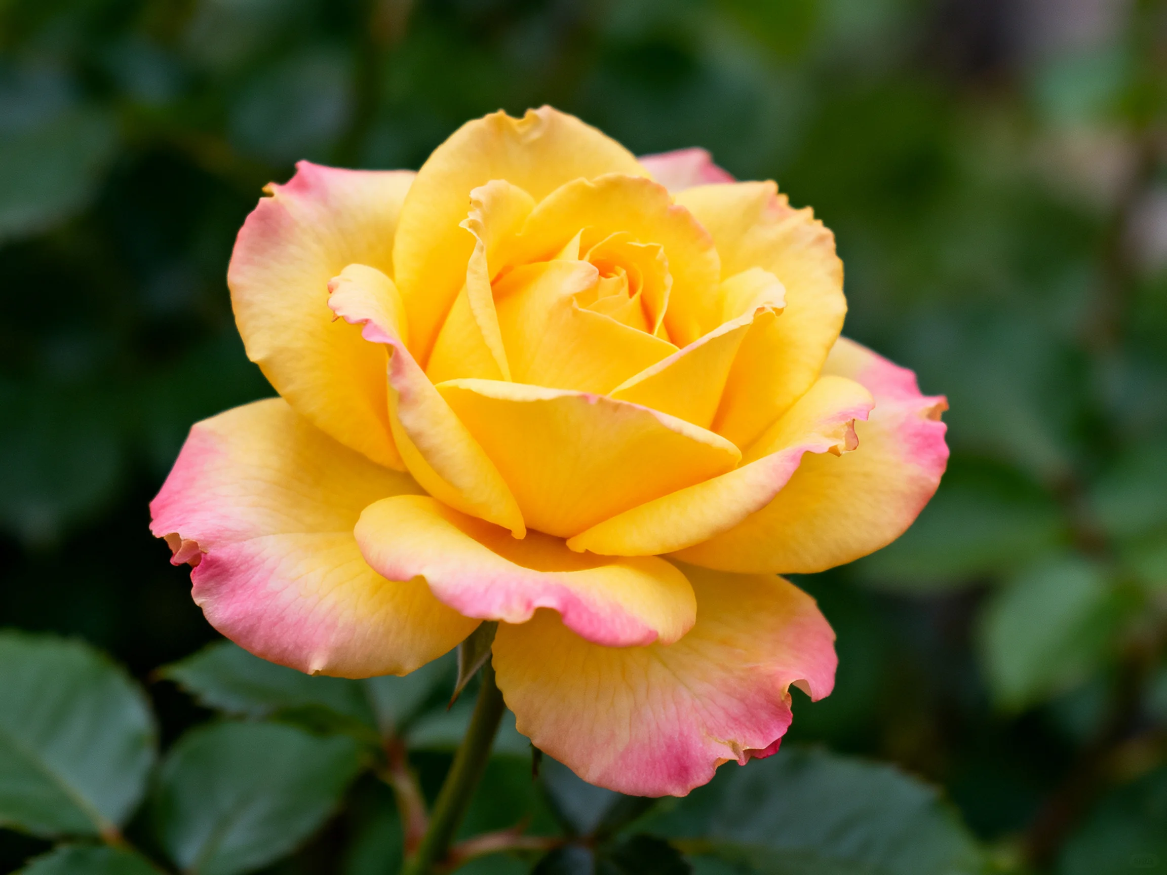 A yellow rose with pink-edged petals, surrounded by green foliage