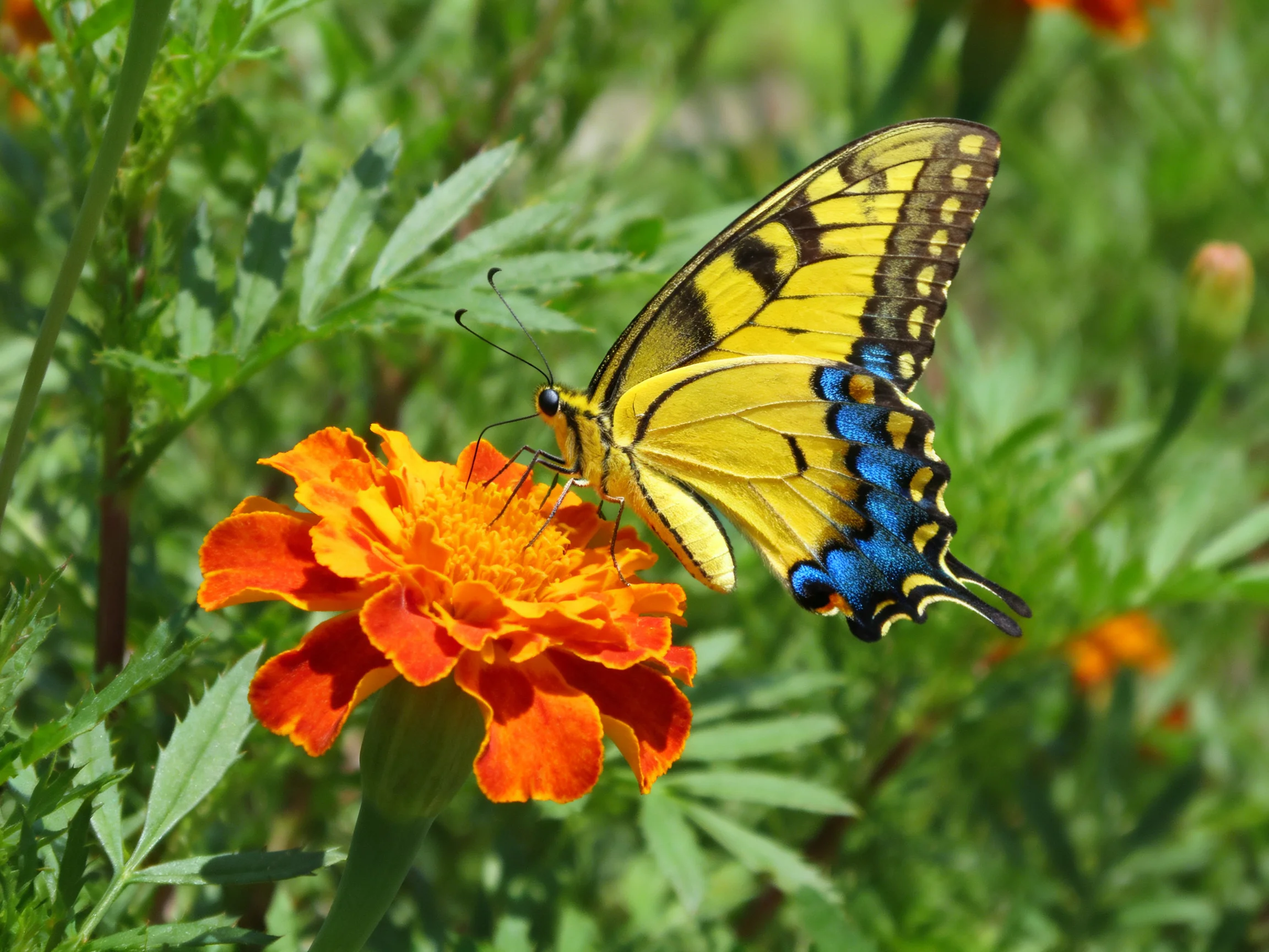 A yellow swallowtail butterfly perched on an orange marigold flower