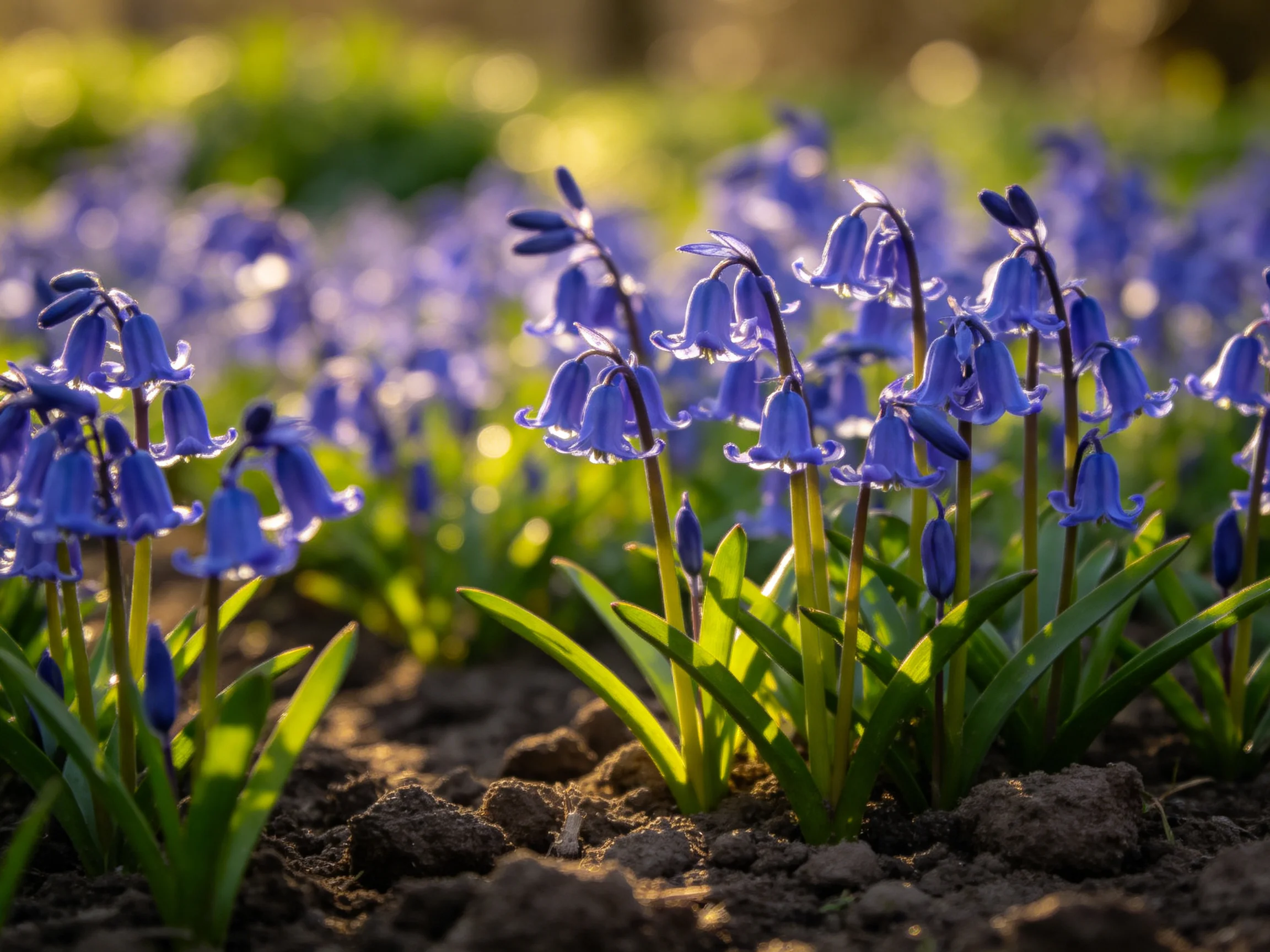 Abundant bluebell flowers bathed in sunlight
