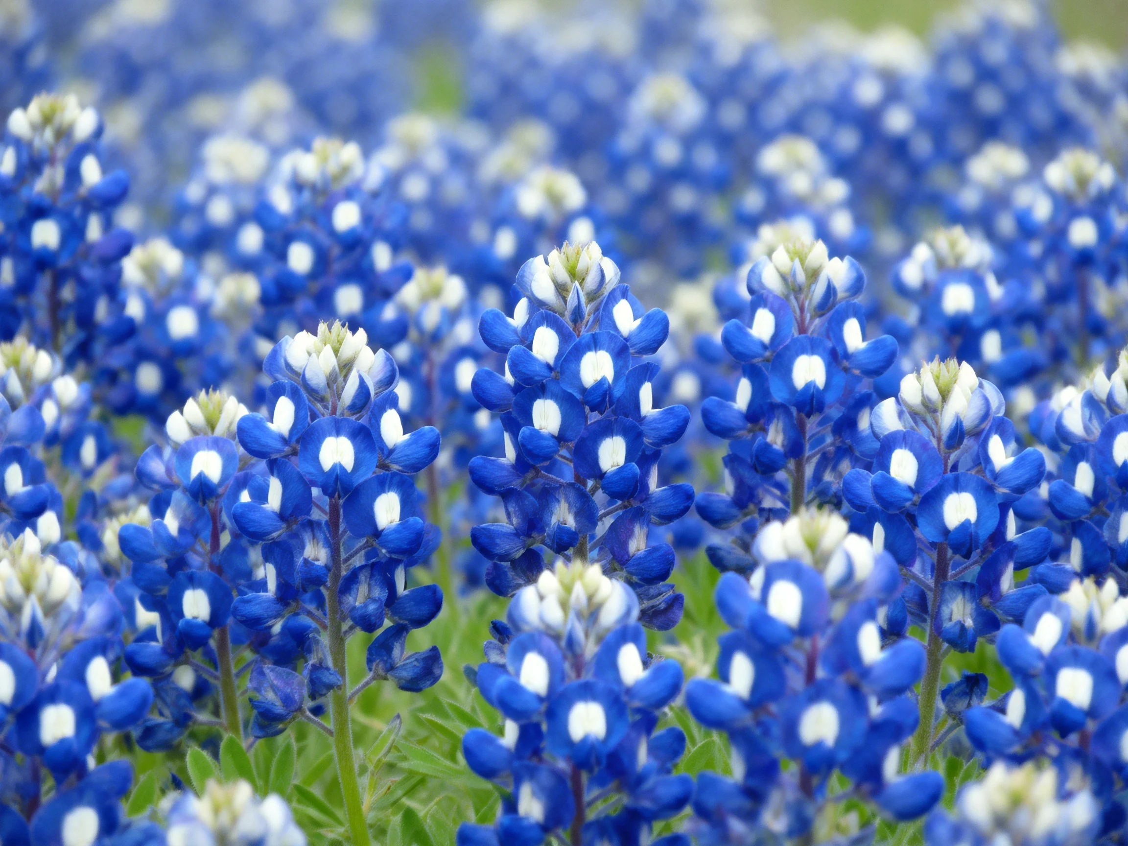 Abundant field of bluebonnet flowers with blue petals and white centers