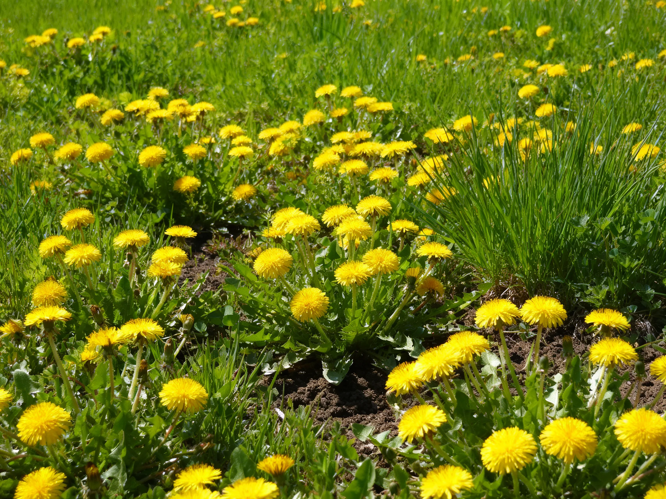 Abundant field of bright yellow dandelions amid lush green grass