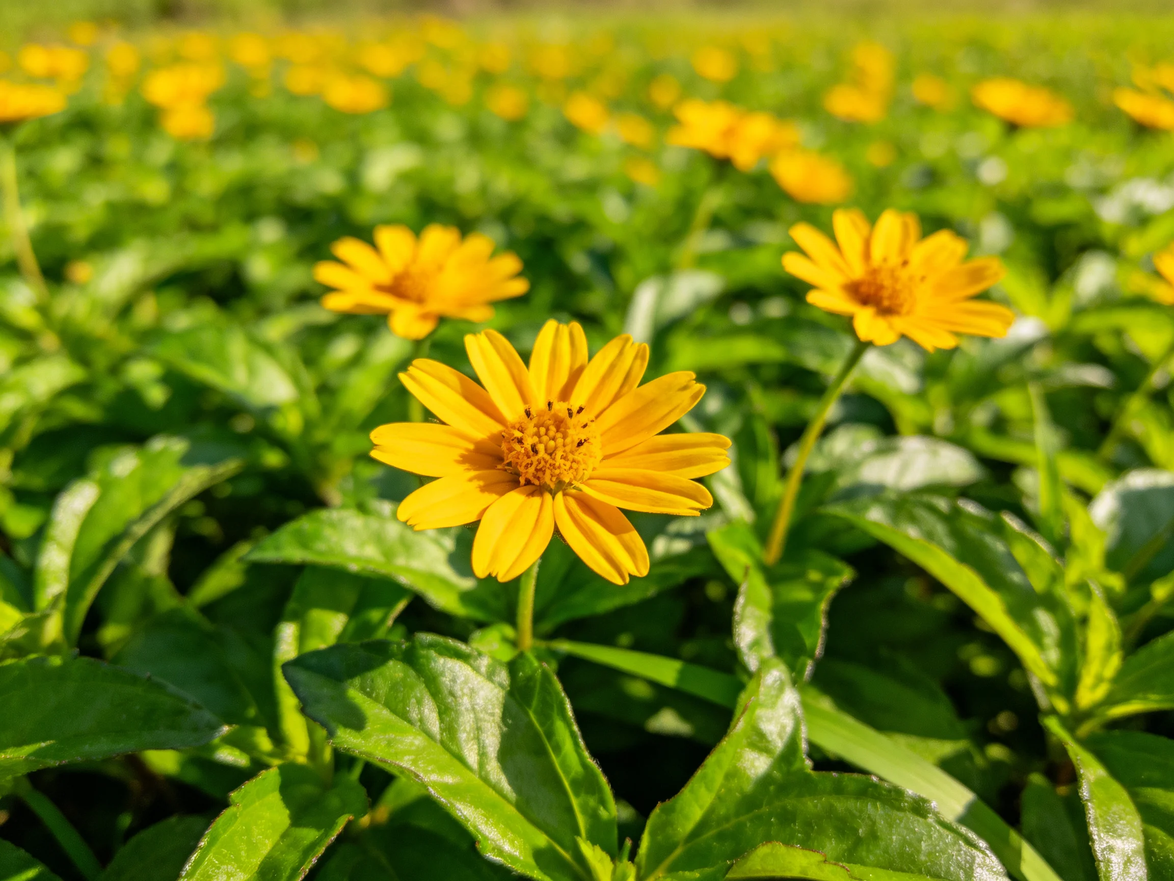 Abundant field of bright yellow flowers surrounded by lush greenery