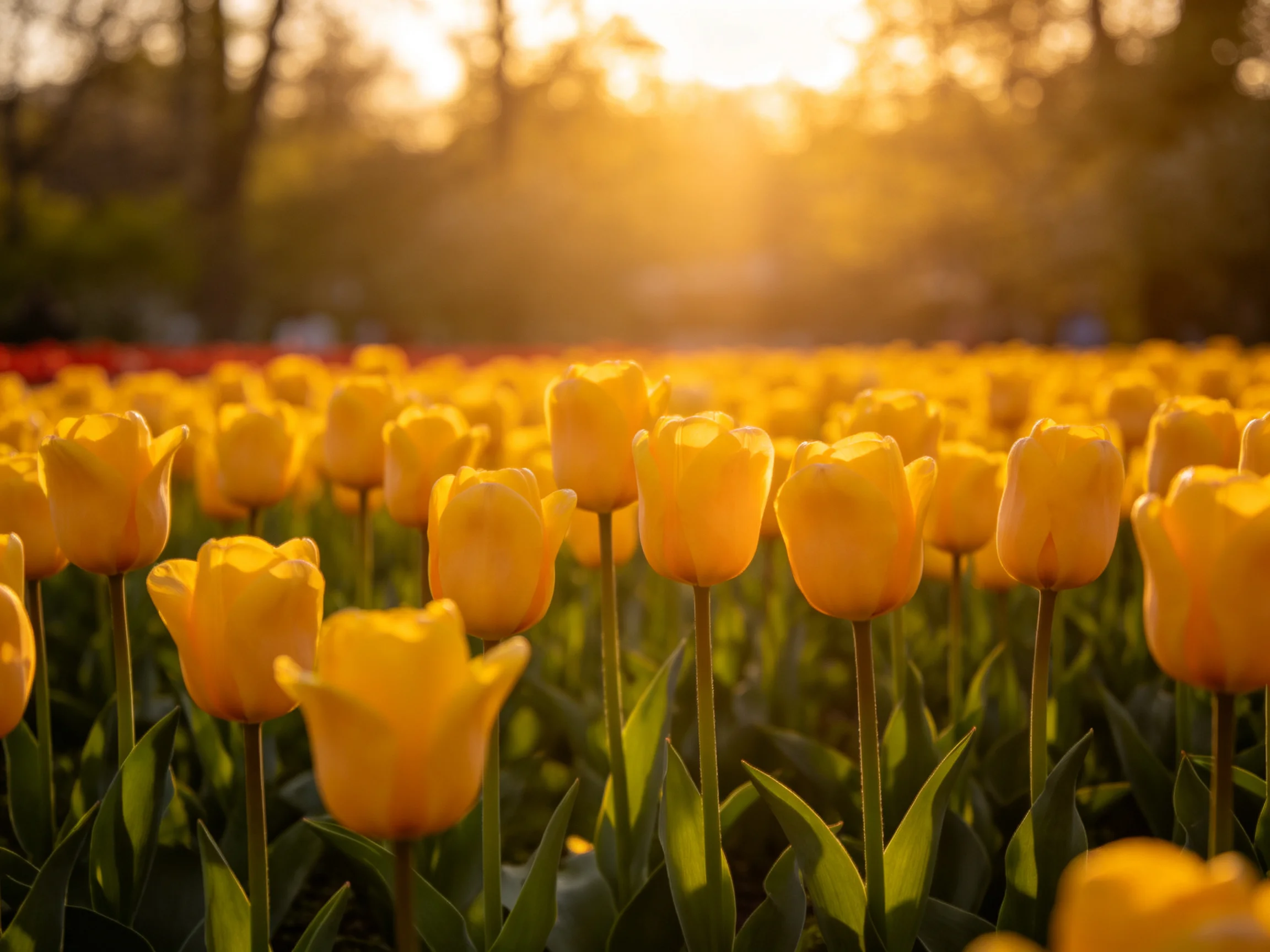 Abundant field of golden-yellow tulips glowing under warm sunset light